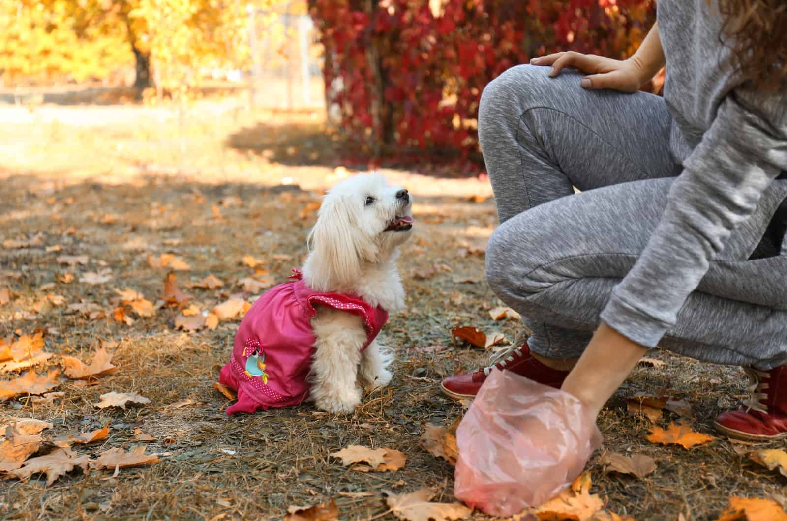 owner picking up dog poop