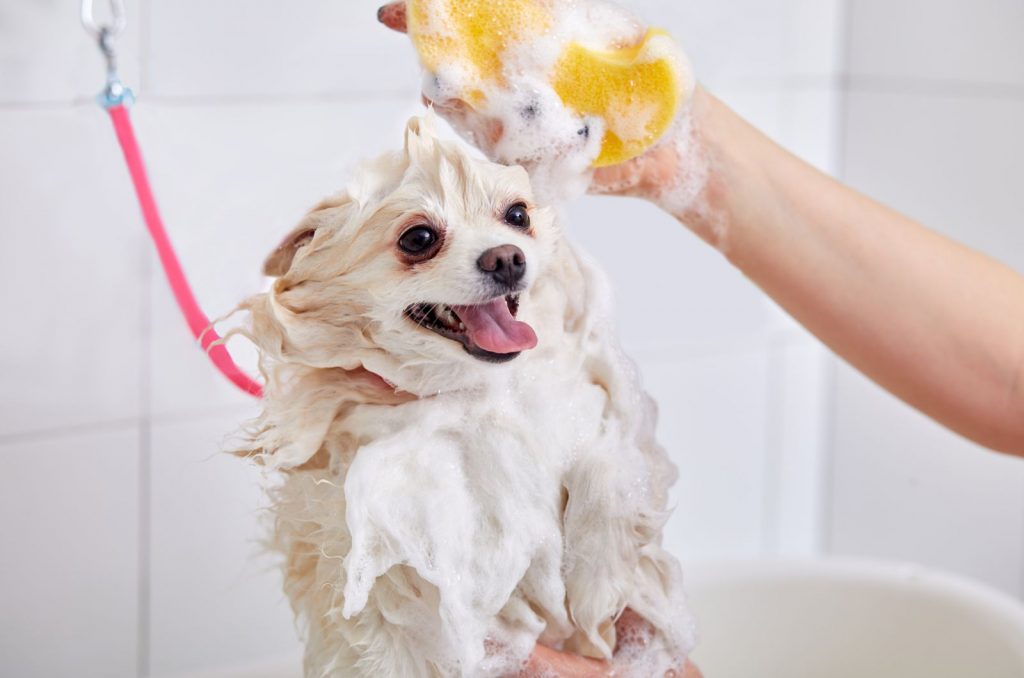 The 8 Safest And Best Shampoo For Pomeranian Dogs Options