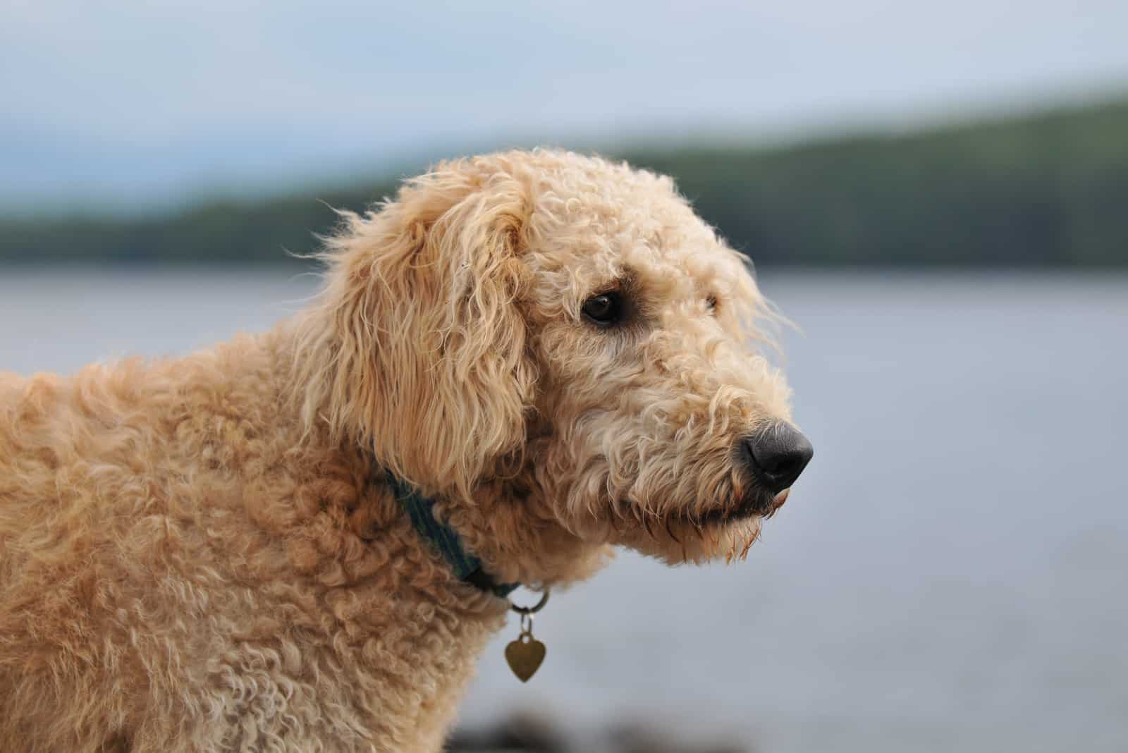 photo of a labradoodle