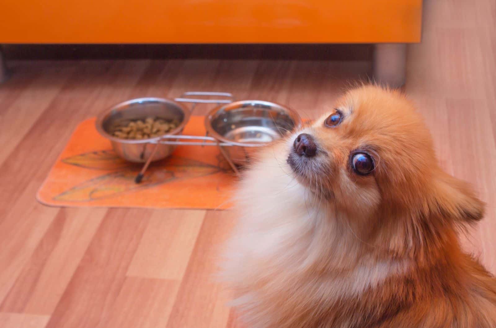 pomeranian dog with a sad face refuses to eat