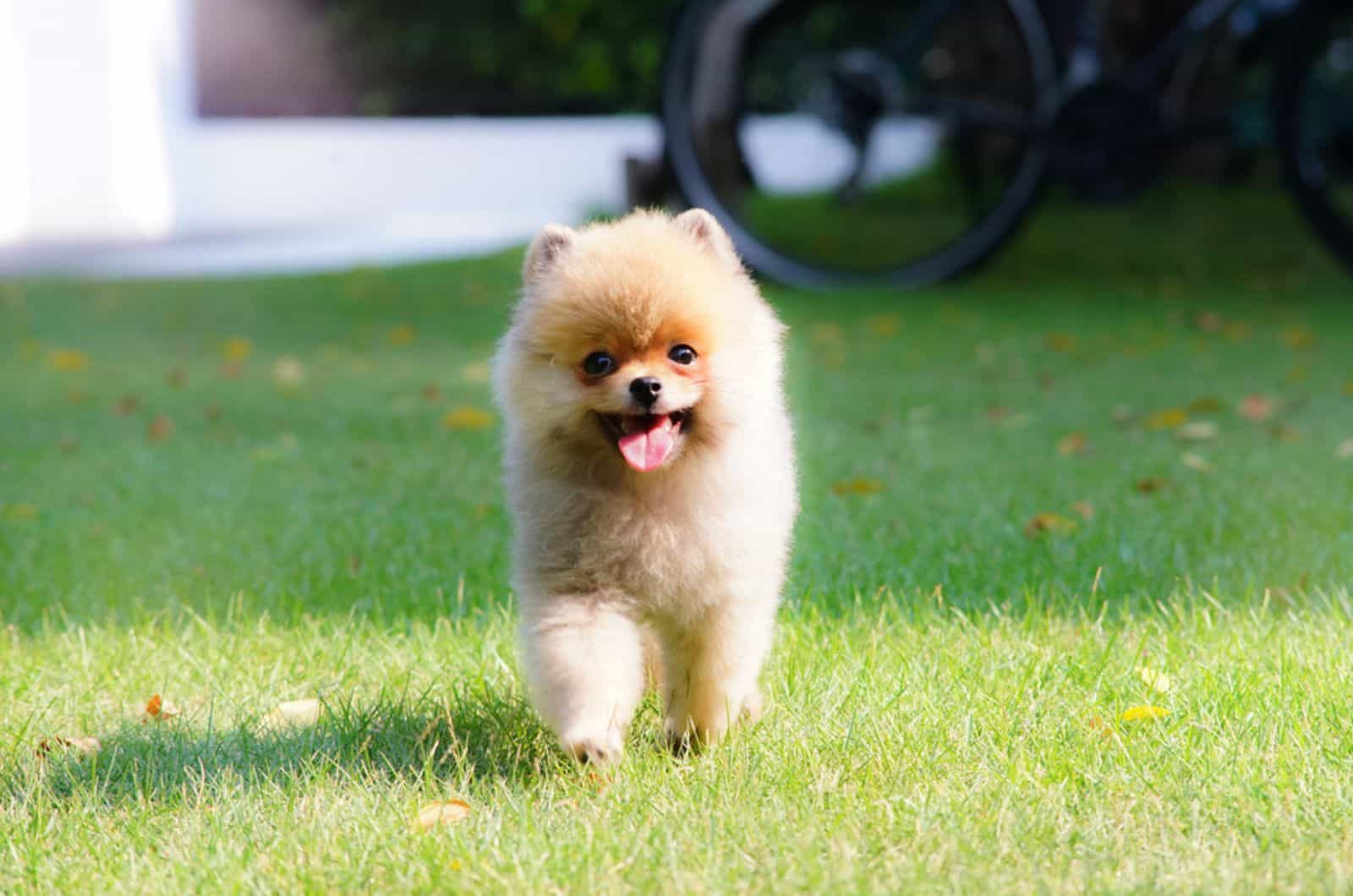 pomeranian puppy in the yard