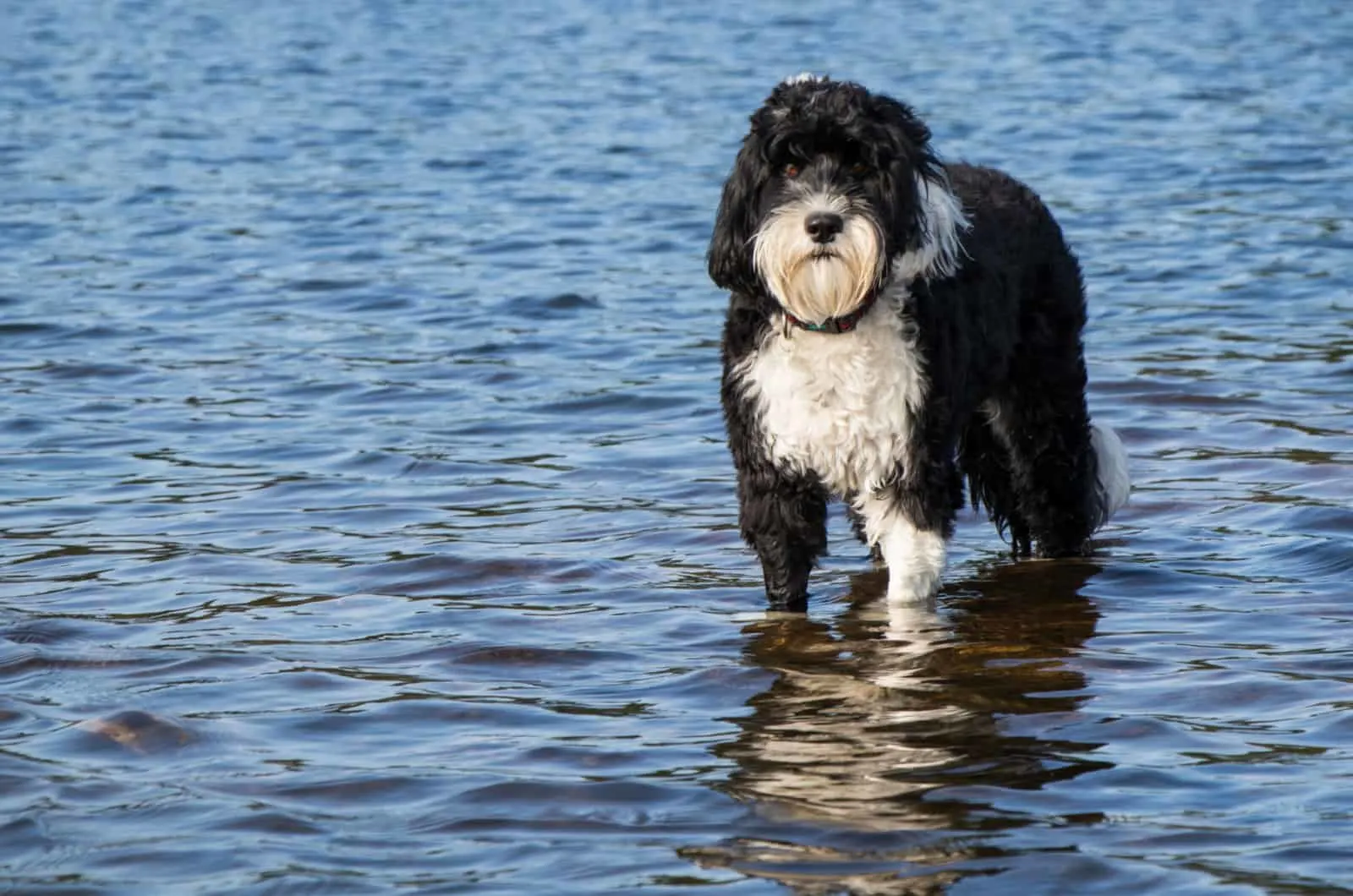 portuguese water dog in water