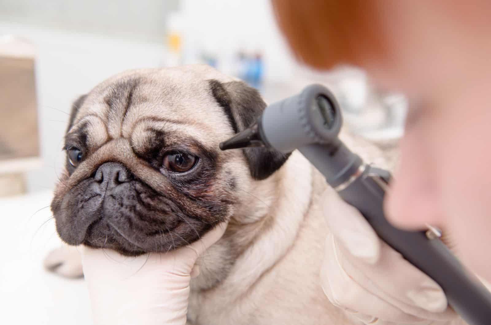 professional veterinary doctor examining the pug's eye  with an otoscope