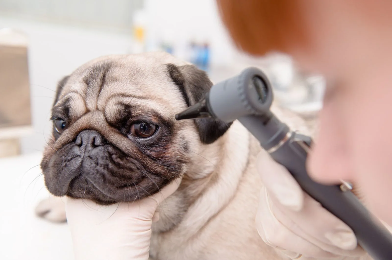 professional veterinary doctor examining the pug's eye with an otoscope