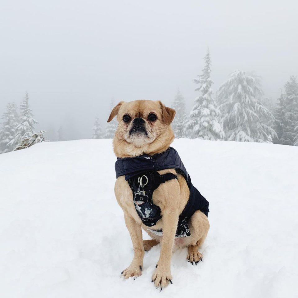 The Brussels Griffon Pug Mix For A Brighter Life