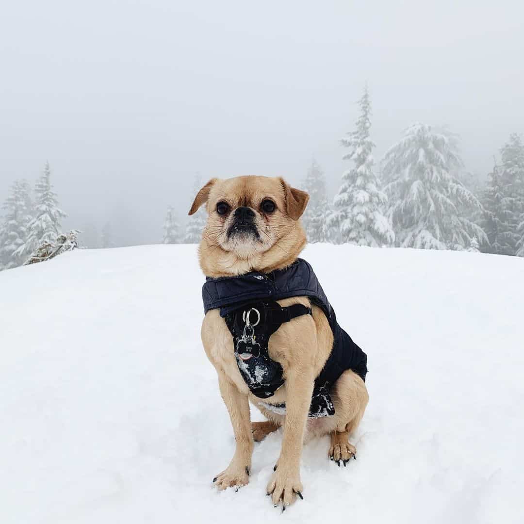 pug brussels griffon mix in snow