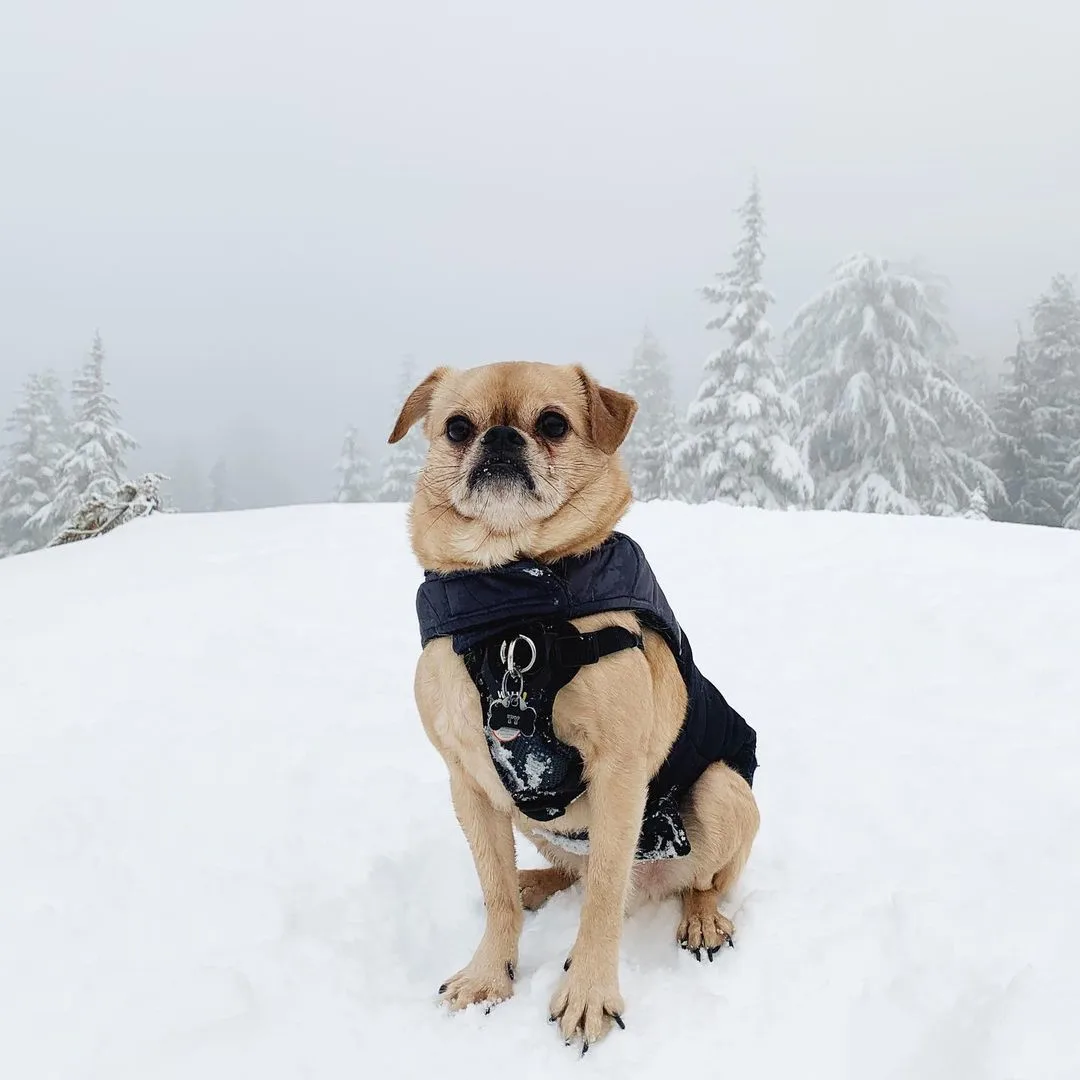 pug brussels griffon mix in snow