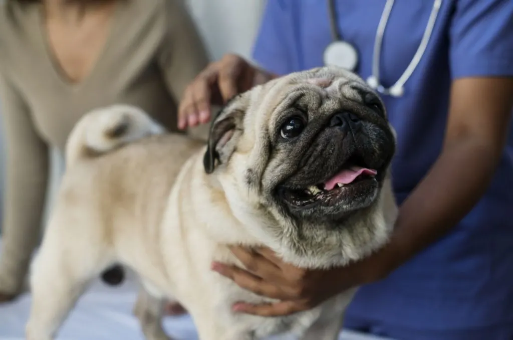 pug in a veterinary clinic at the examination