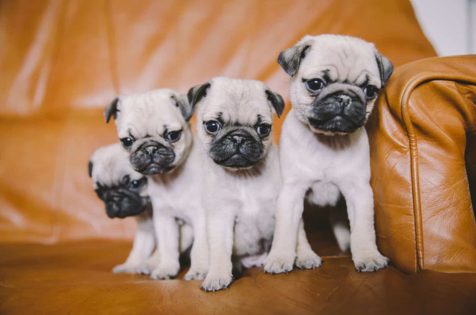 pug puppies sitting on the couch