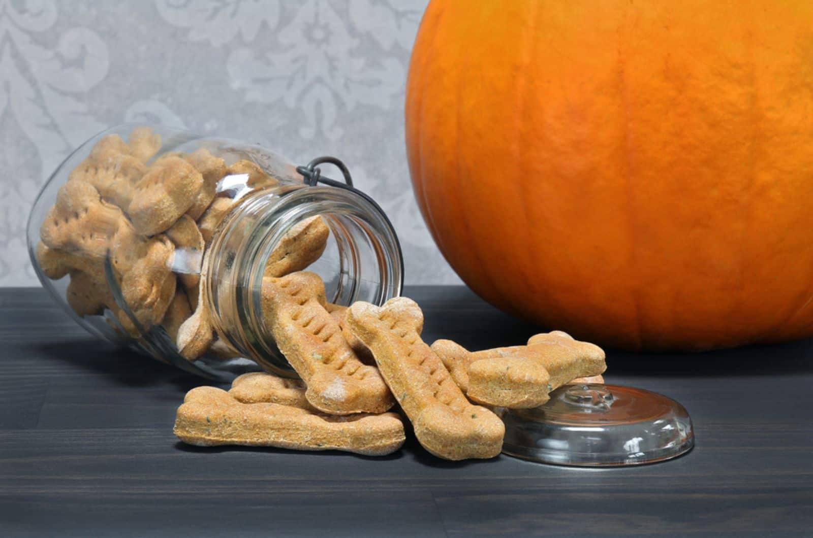 pumpkin bone shaped dog cookies and pumpkin beside it