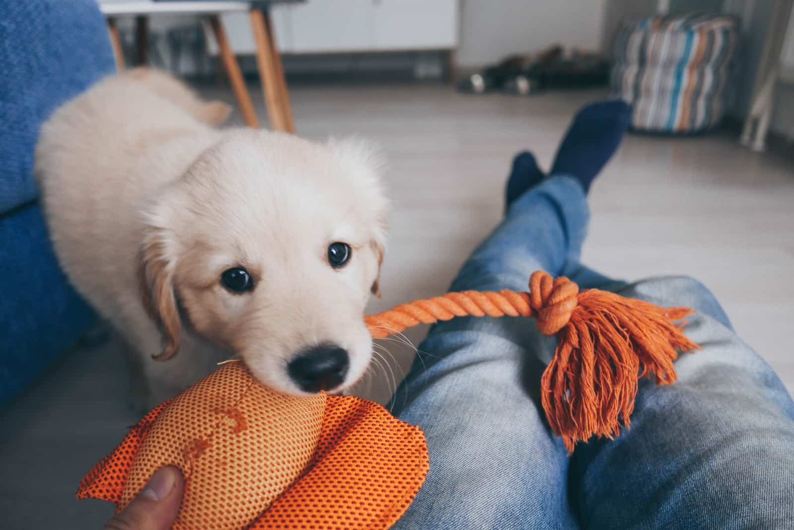 puppy playing with toy