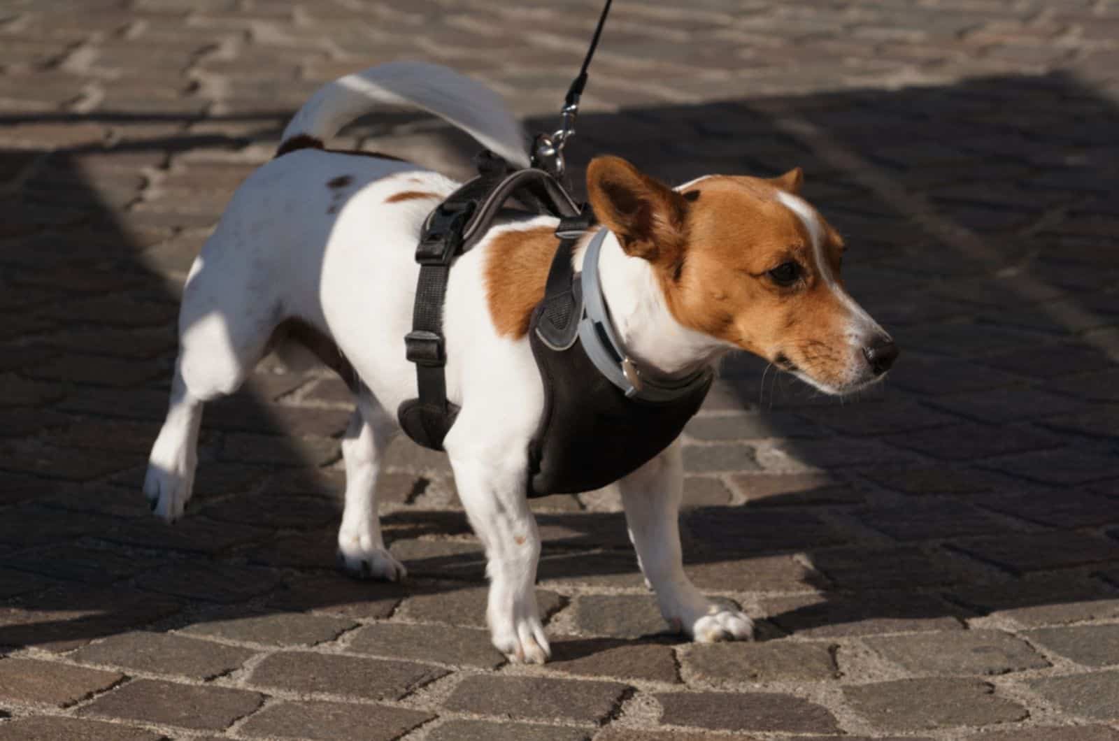 rat terrier dog in a walk on a leash