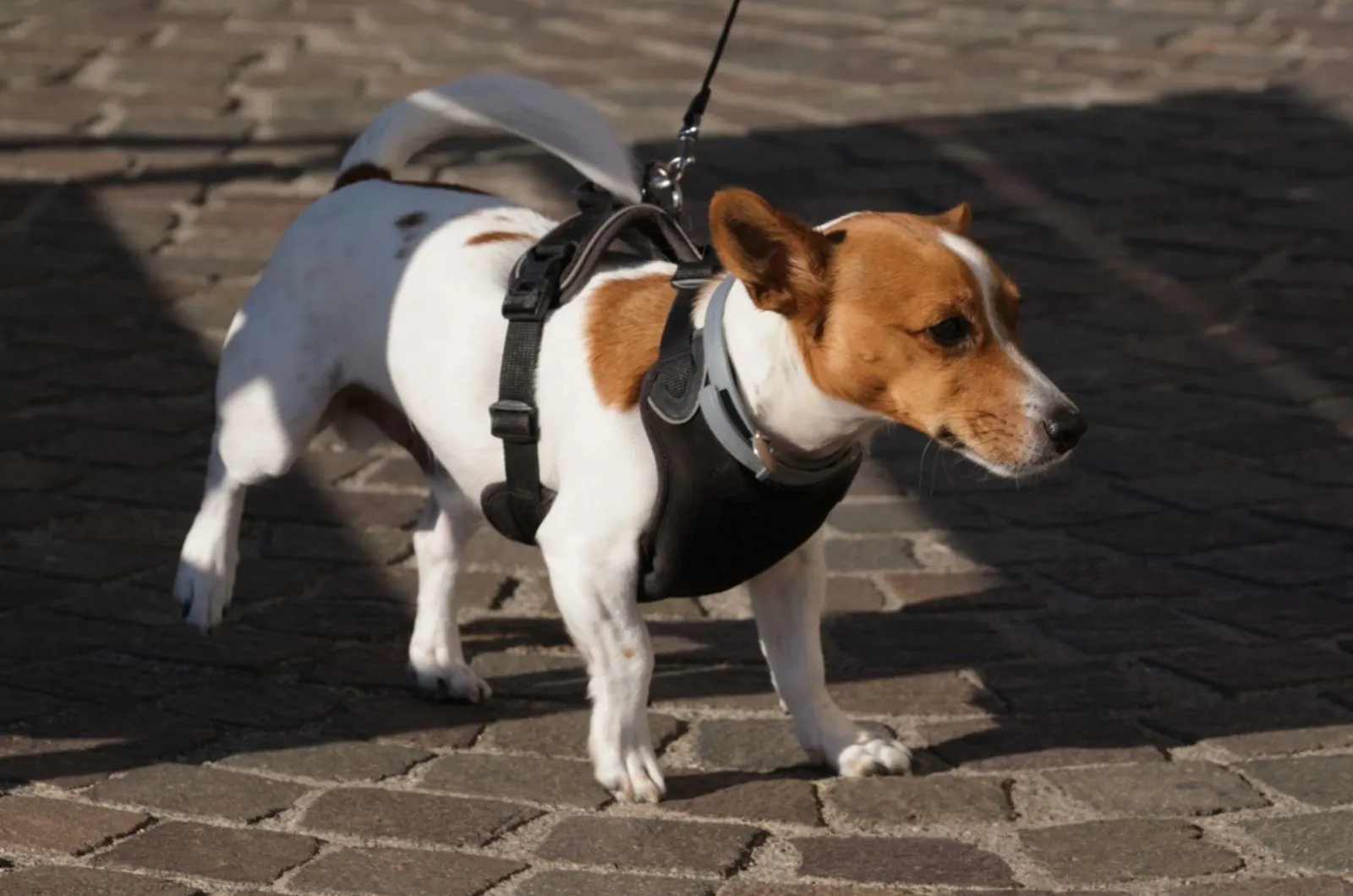 rat terrier dog in a walk on a leash