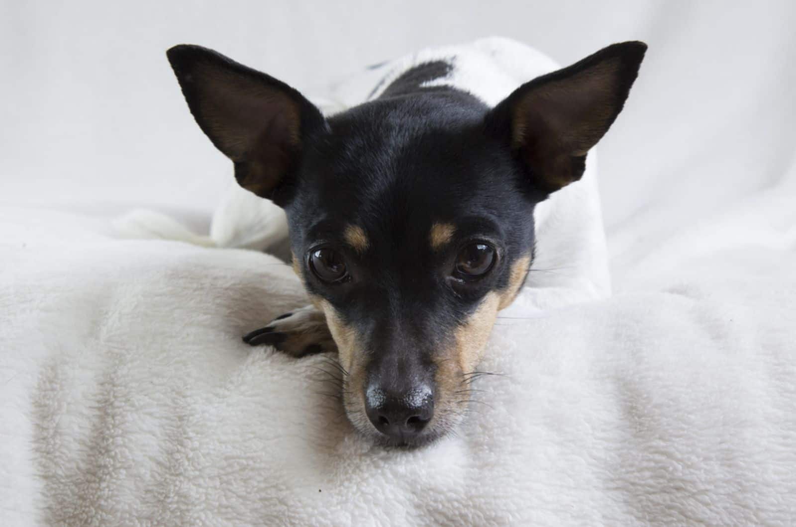 rat terrier dog resting on the bed