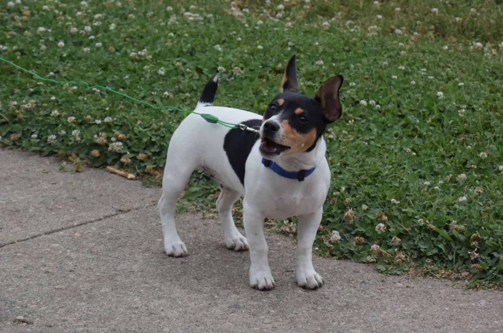 rat terrier puppy on a leash walking in the park