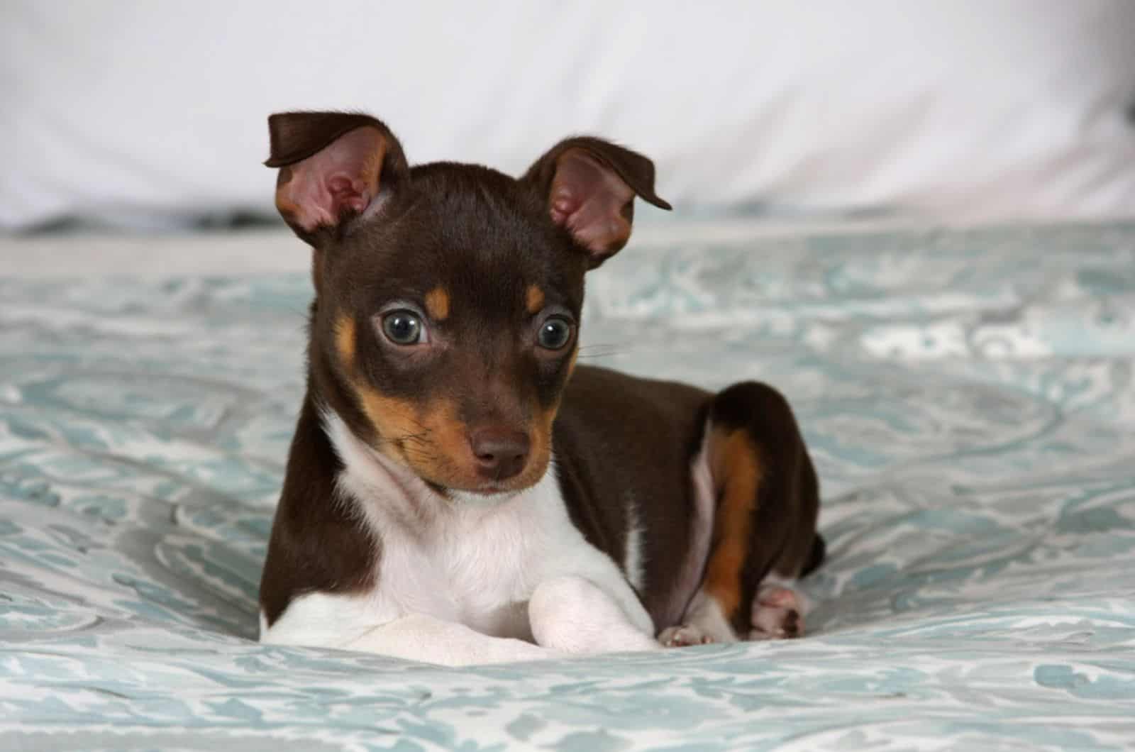 rat terrier puppy lying on the bed