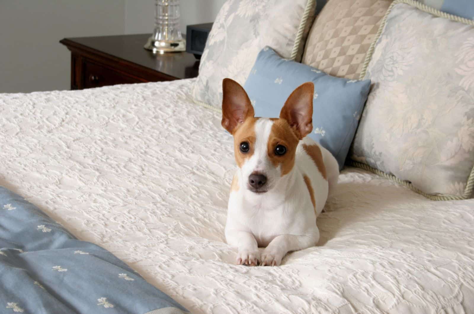 rat terrier lying on the bed