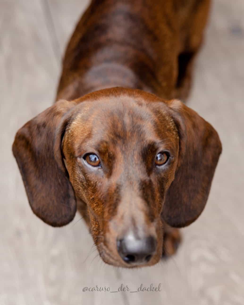 red brindle dachshund