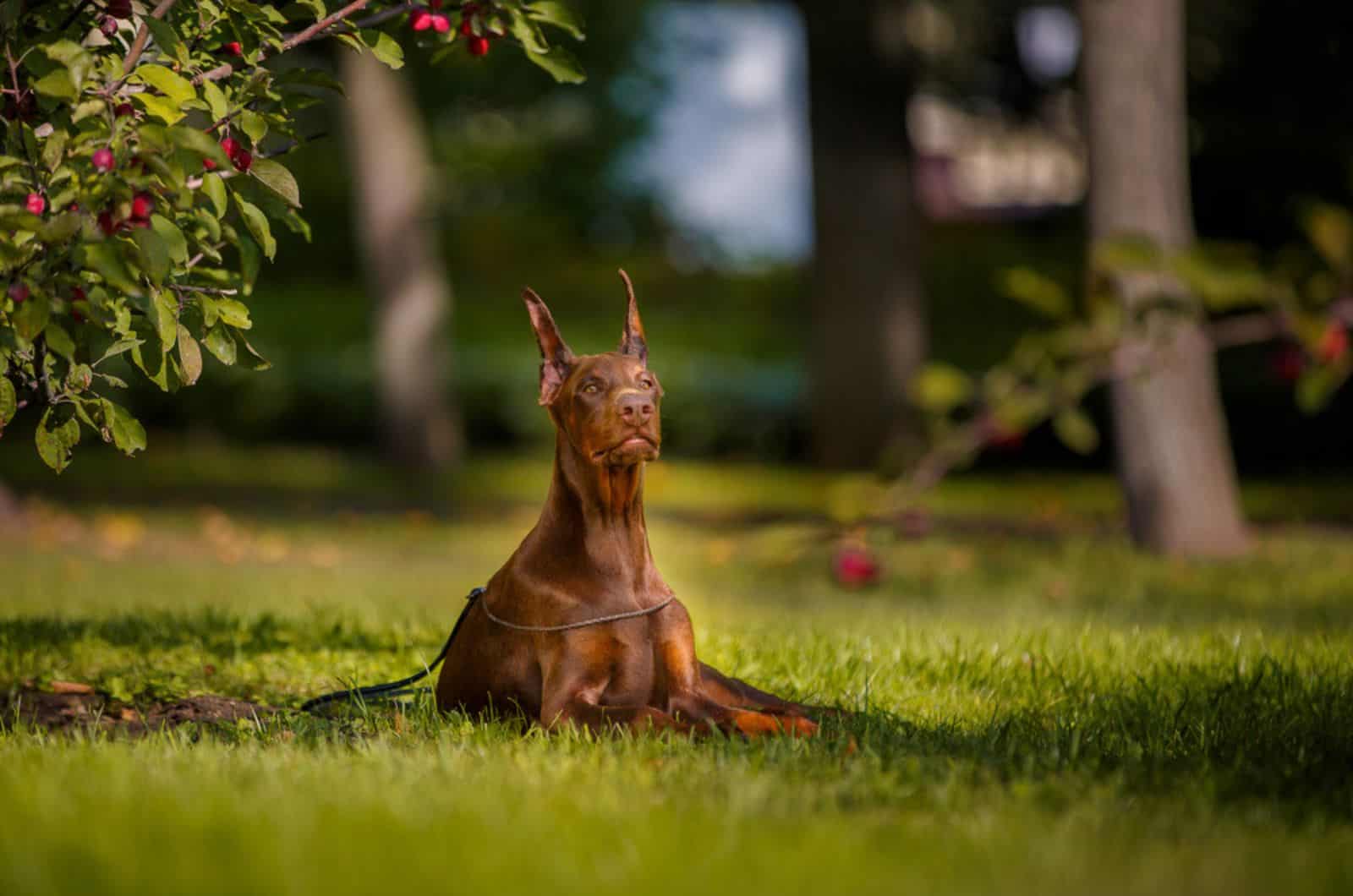 red doberman pincher lying on the grass