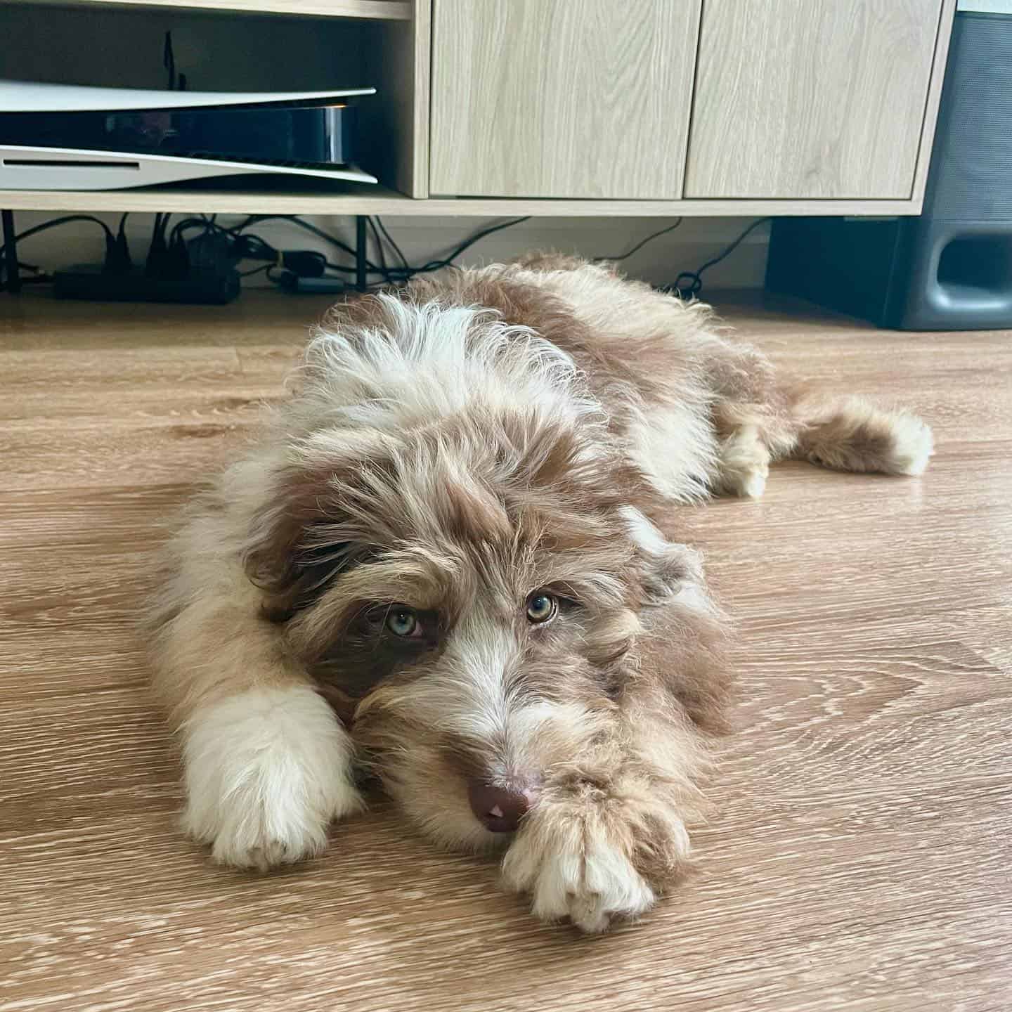 red merle aussiedoodle dog laying on the floor