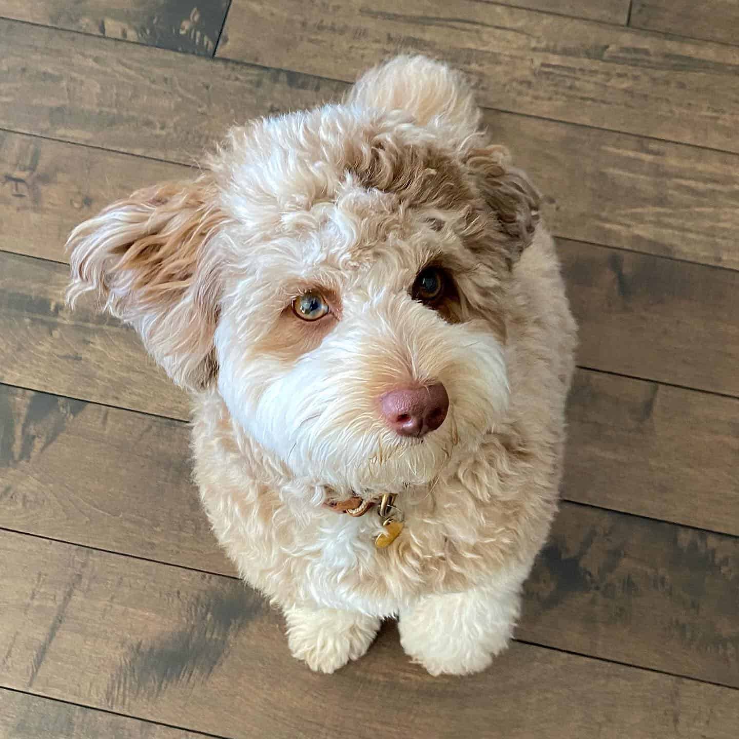 red merle aussiedoodle sitting on the floor