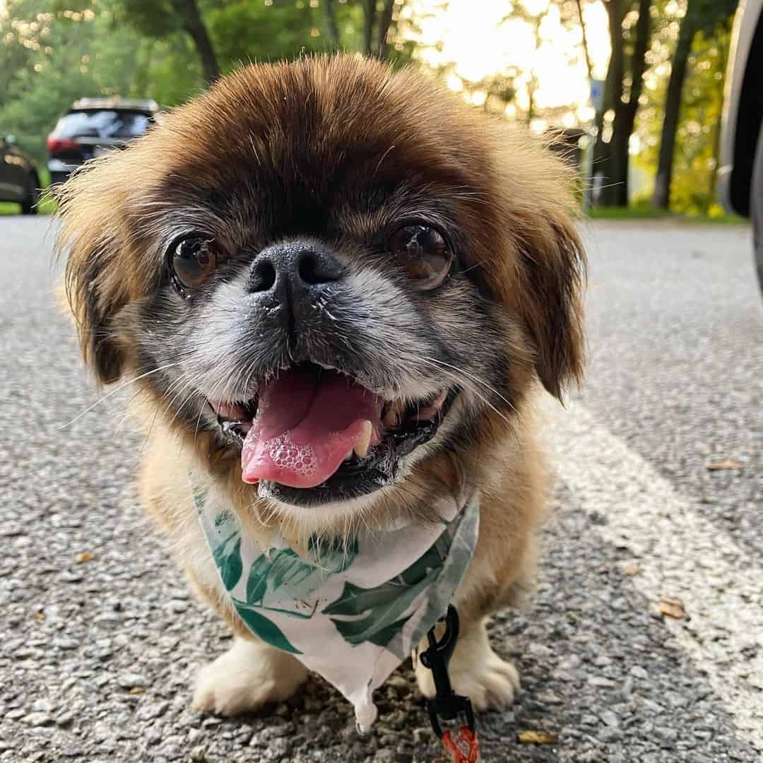 red sable pekingese