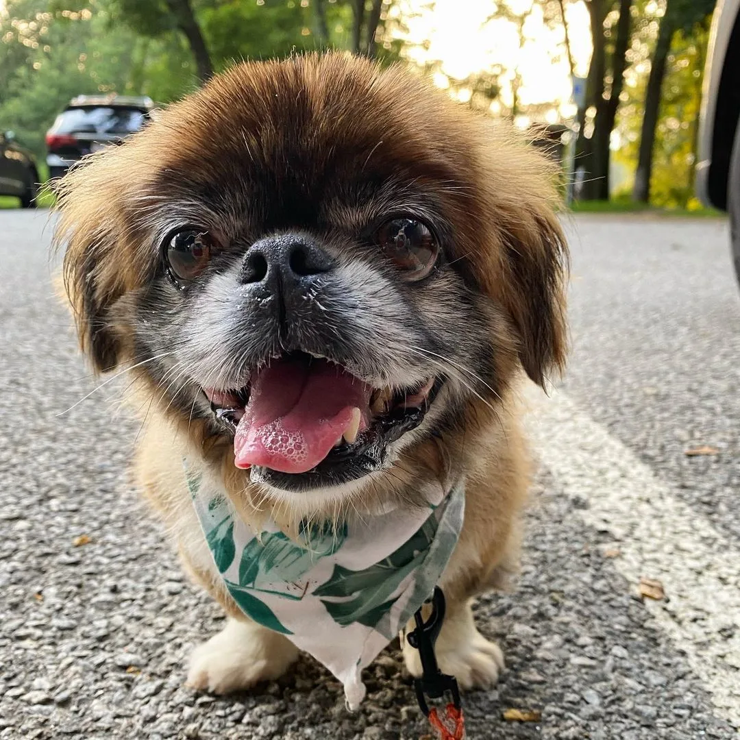 red sable pekingese