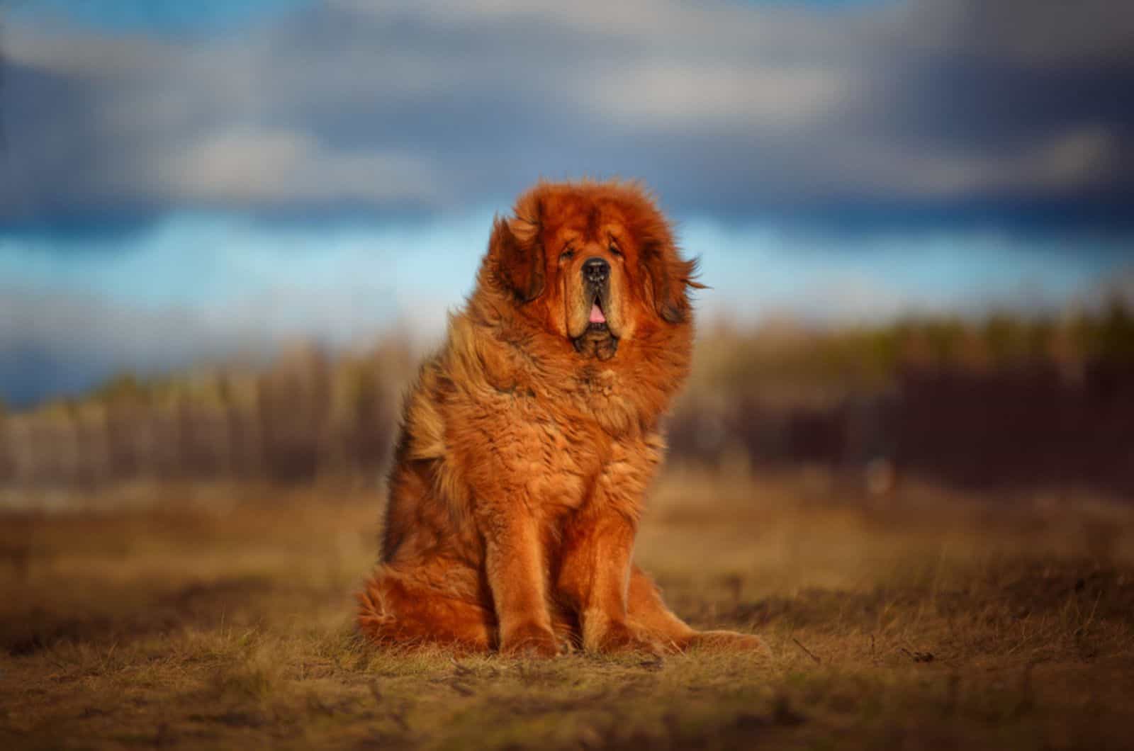 red tibetan mastiff in nature