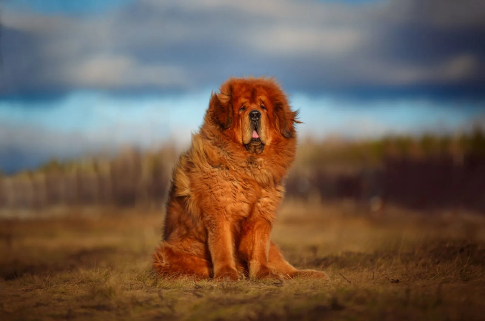 red tibetan mastiff in nature