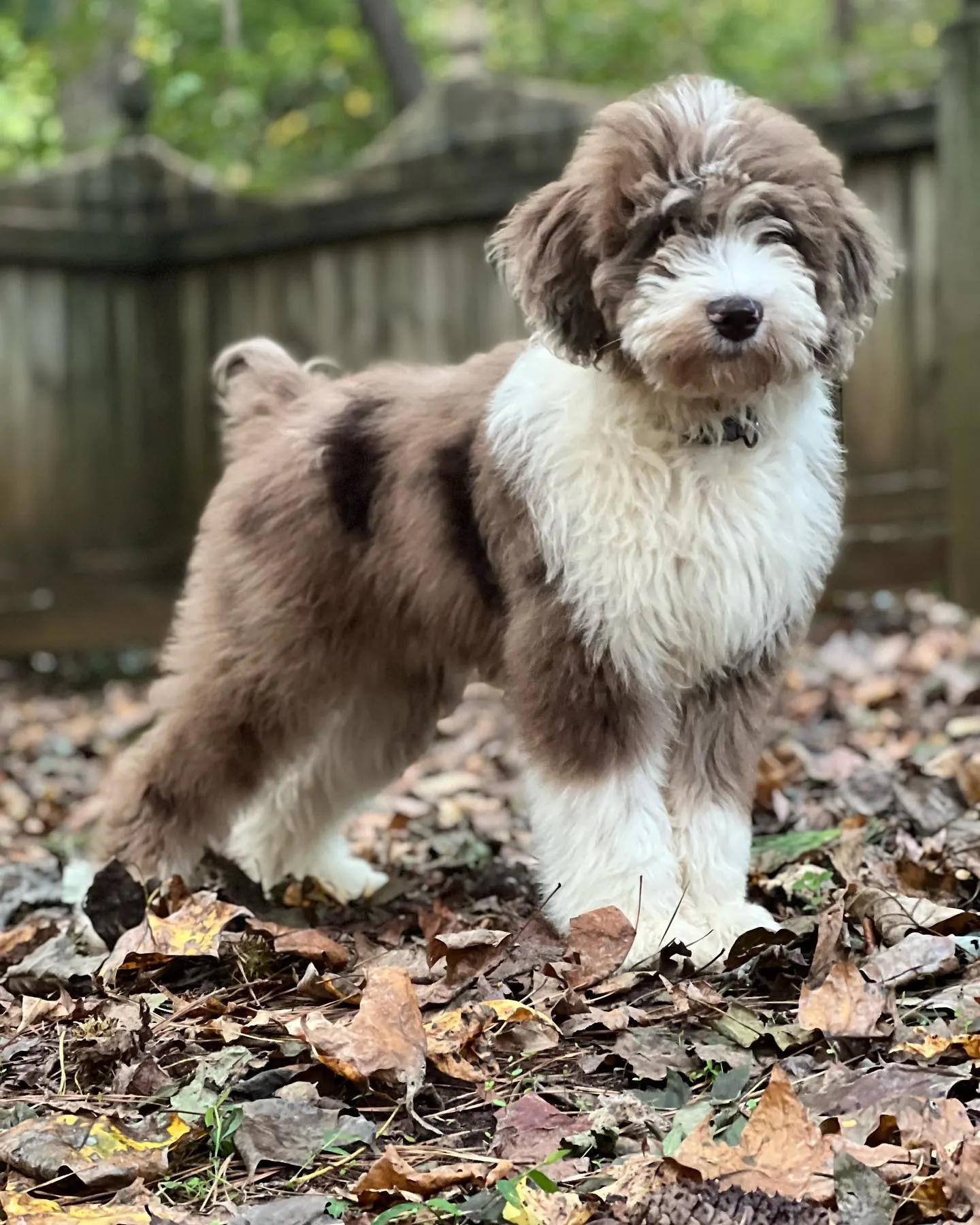 redmerle aussiedoodle standing on the leaves