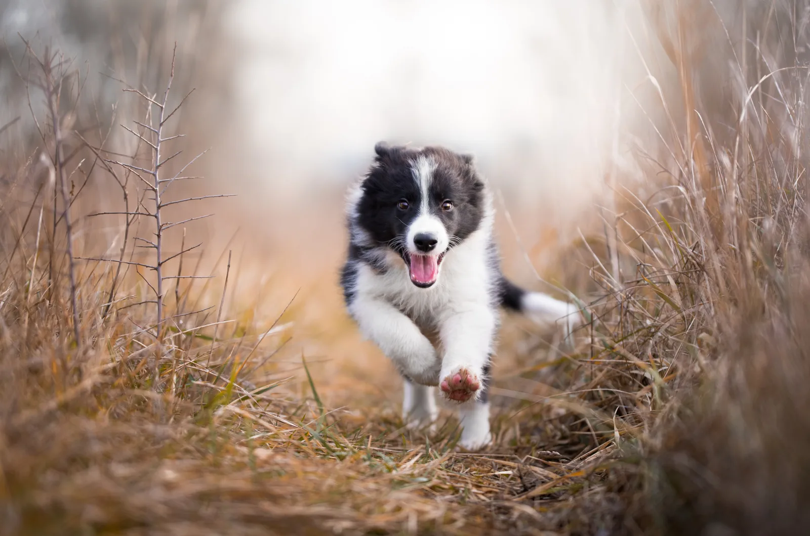 running border collie puppy