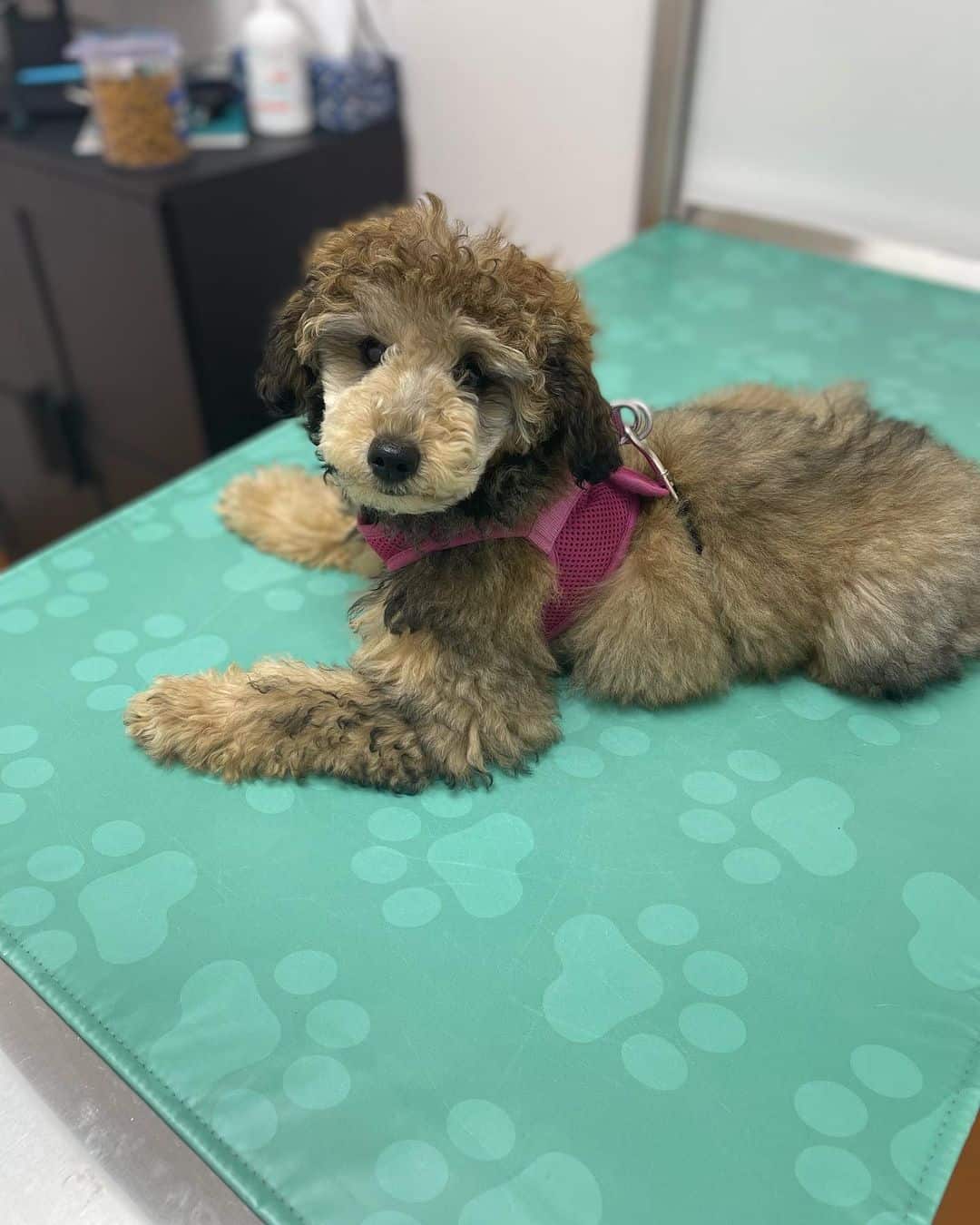 sable poodle at vet