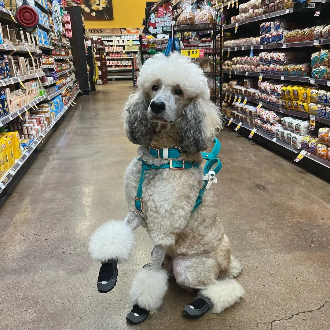 sable poodle sitting in shop