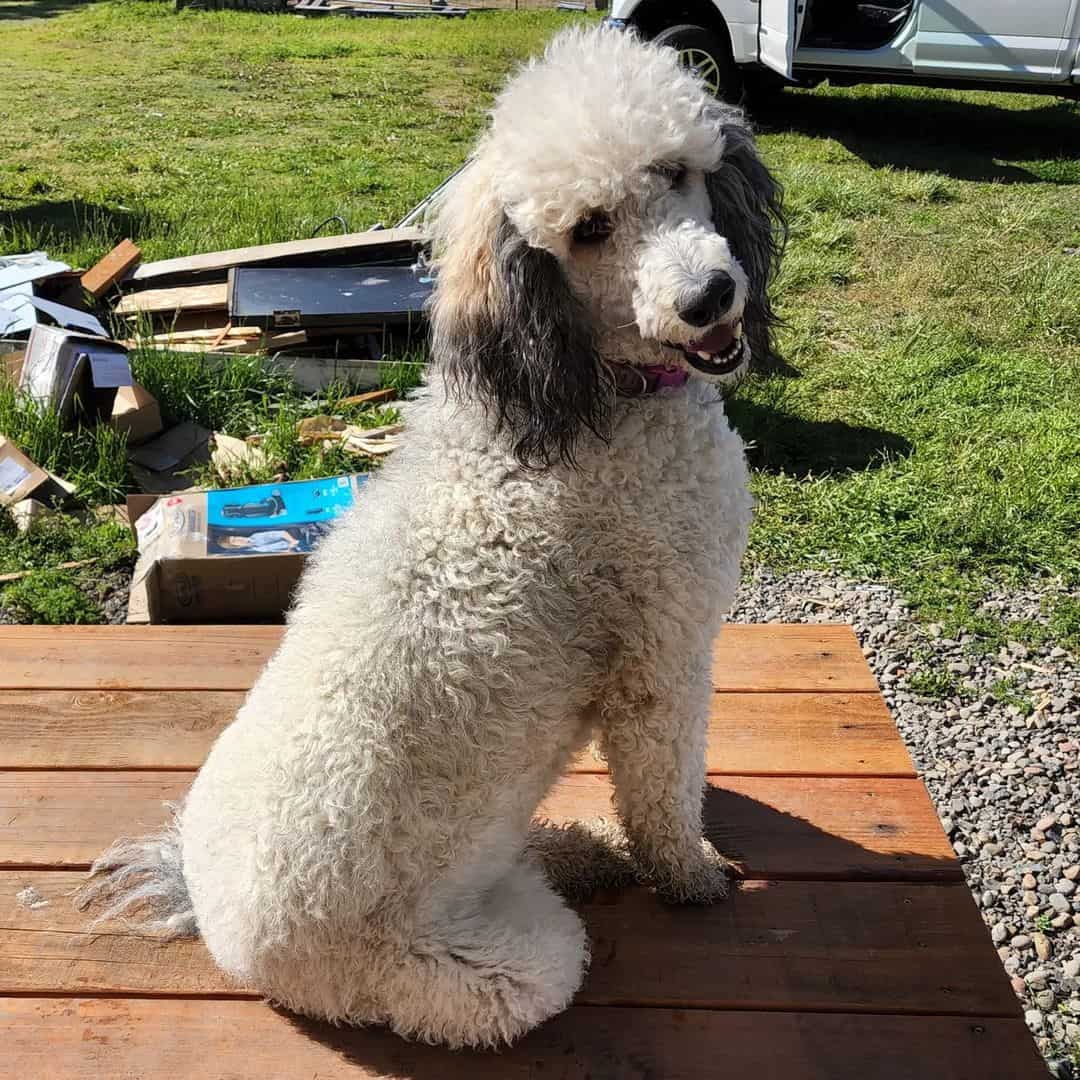 sable poodle sitting on dock