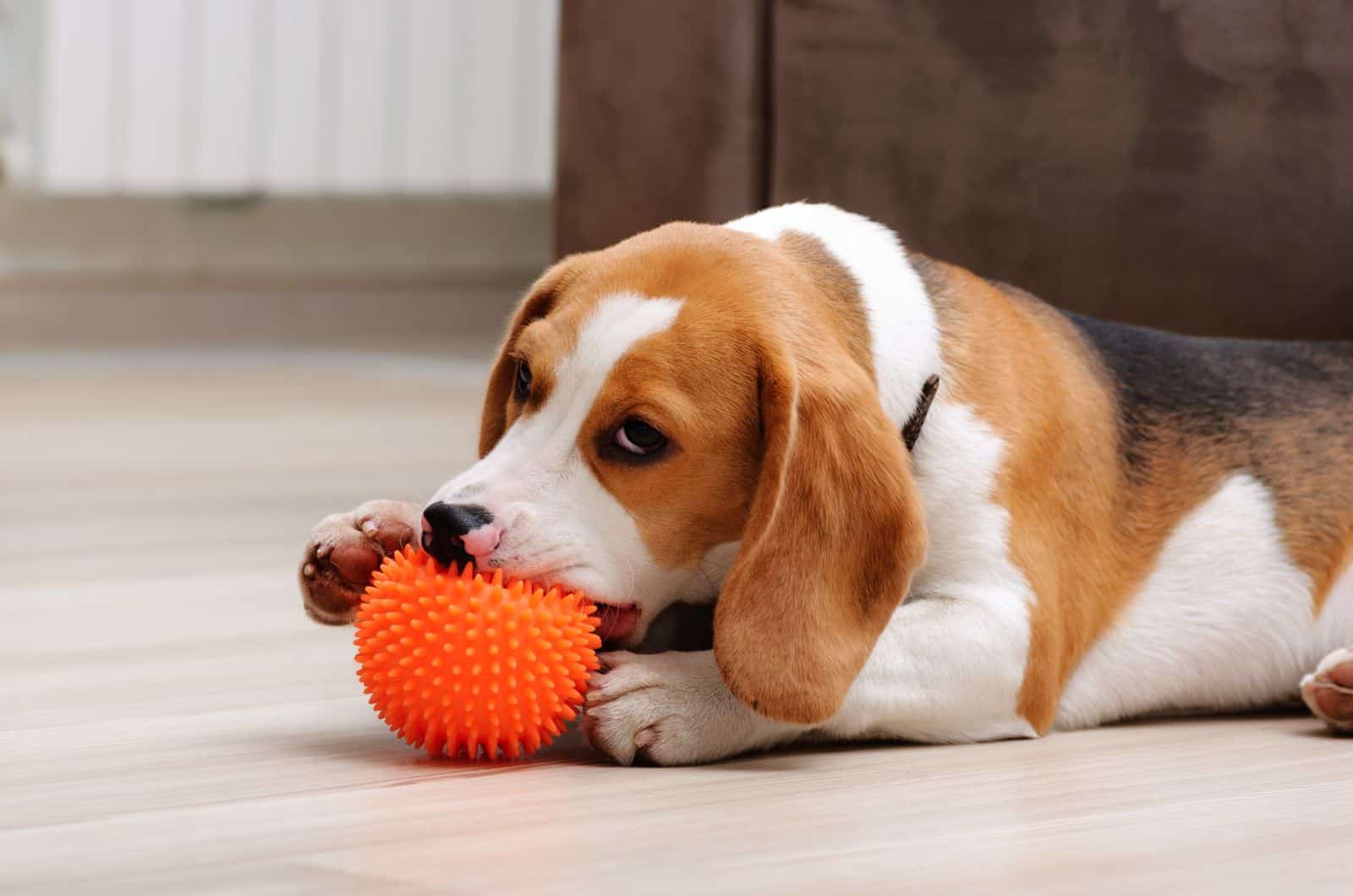 sad dog playing with orange ball