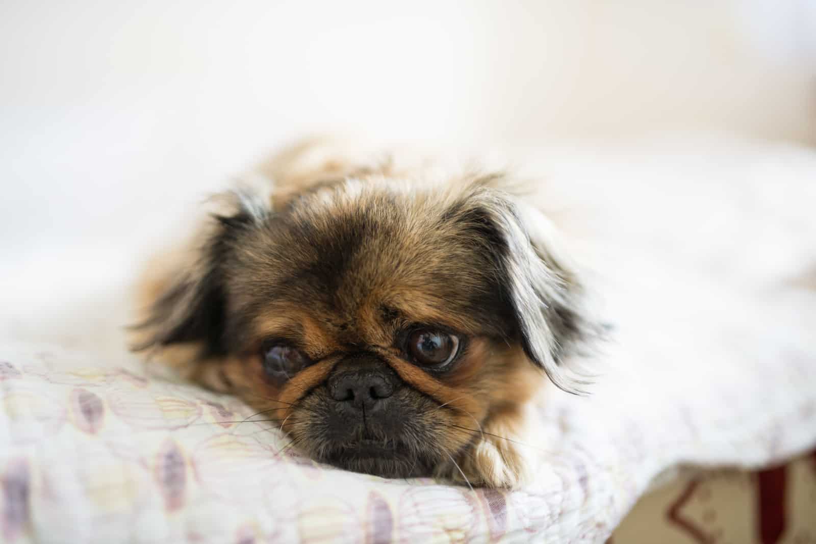 sad pekingese dog