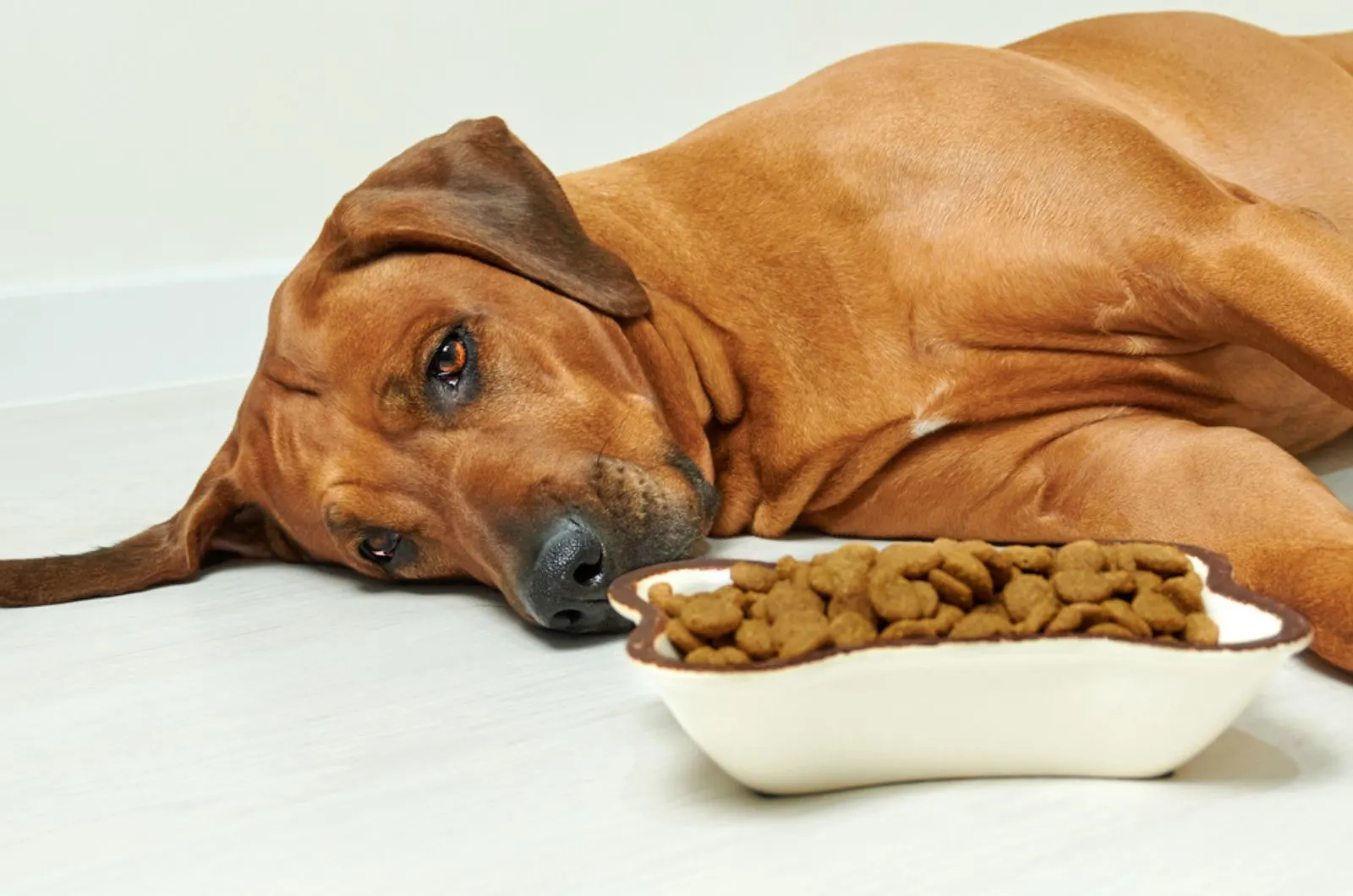 sad rhodesian ridgeback dog lying on the floor and refuses to eat