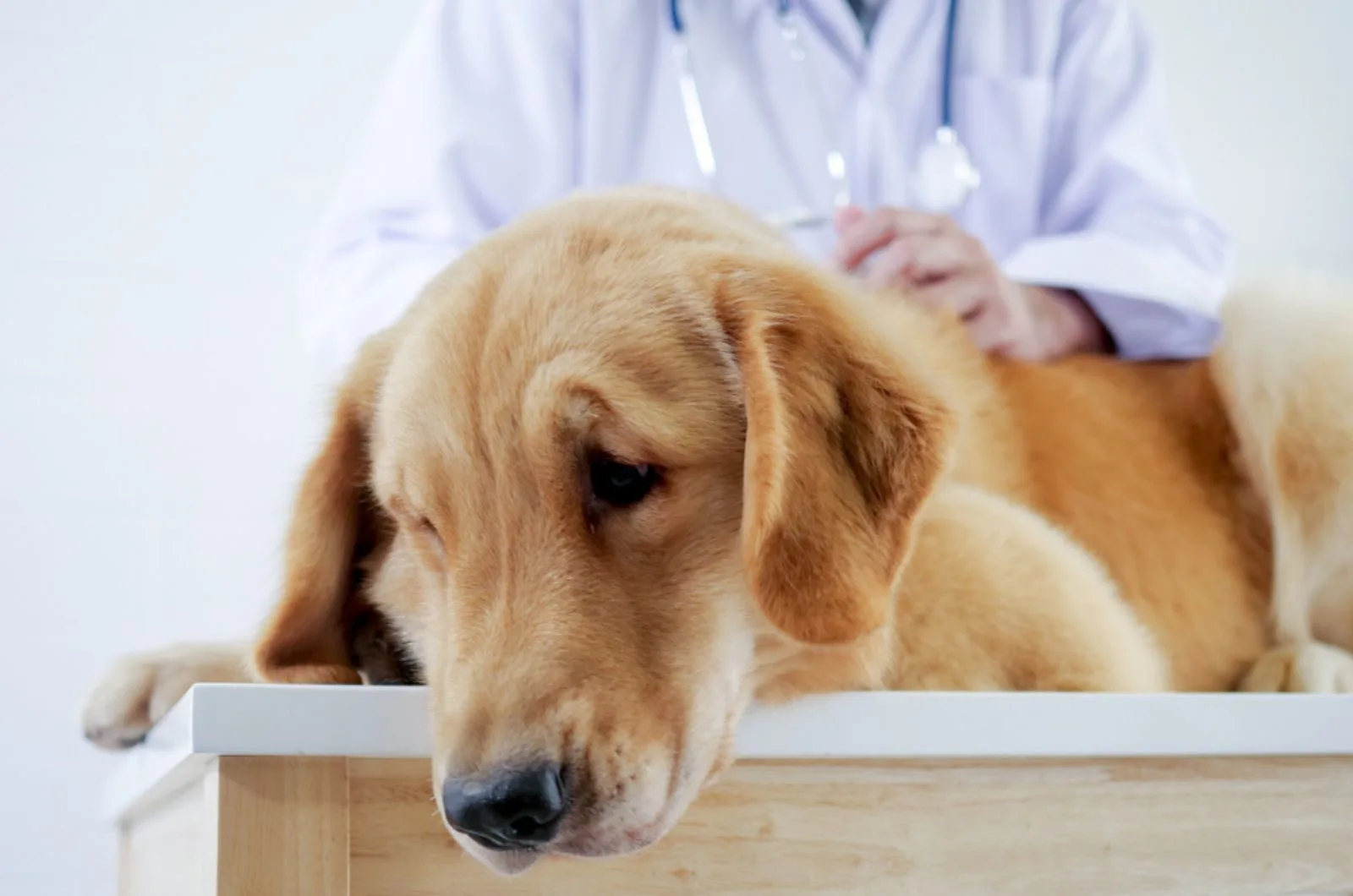 sad sick dog at vet clinic