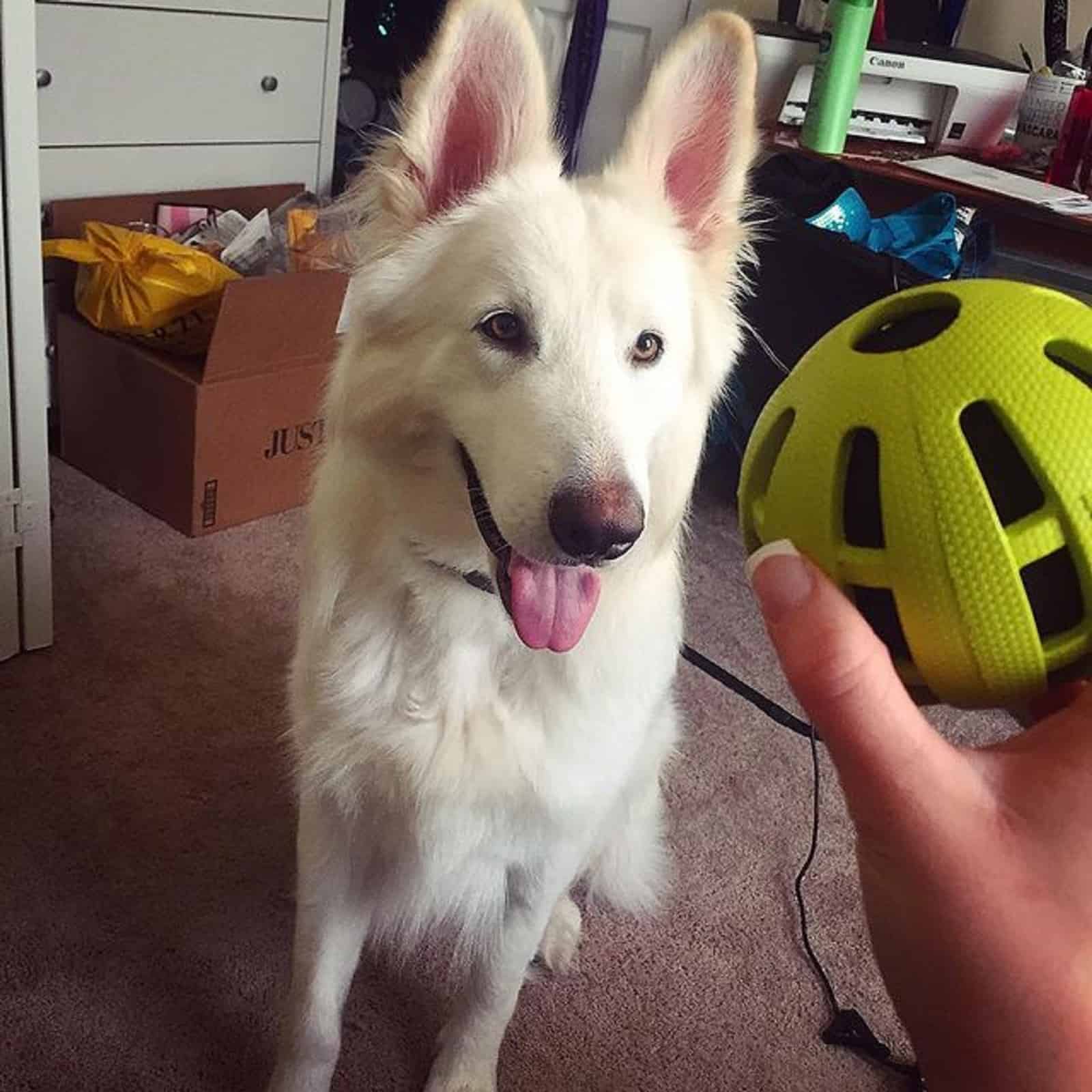 samoyed german shepherd dog playing with a toy with his owner