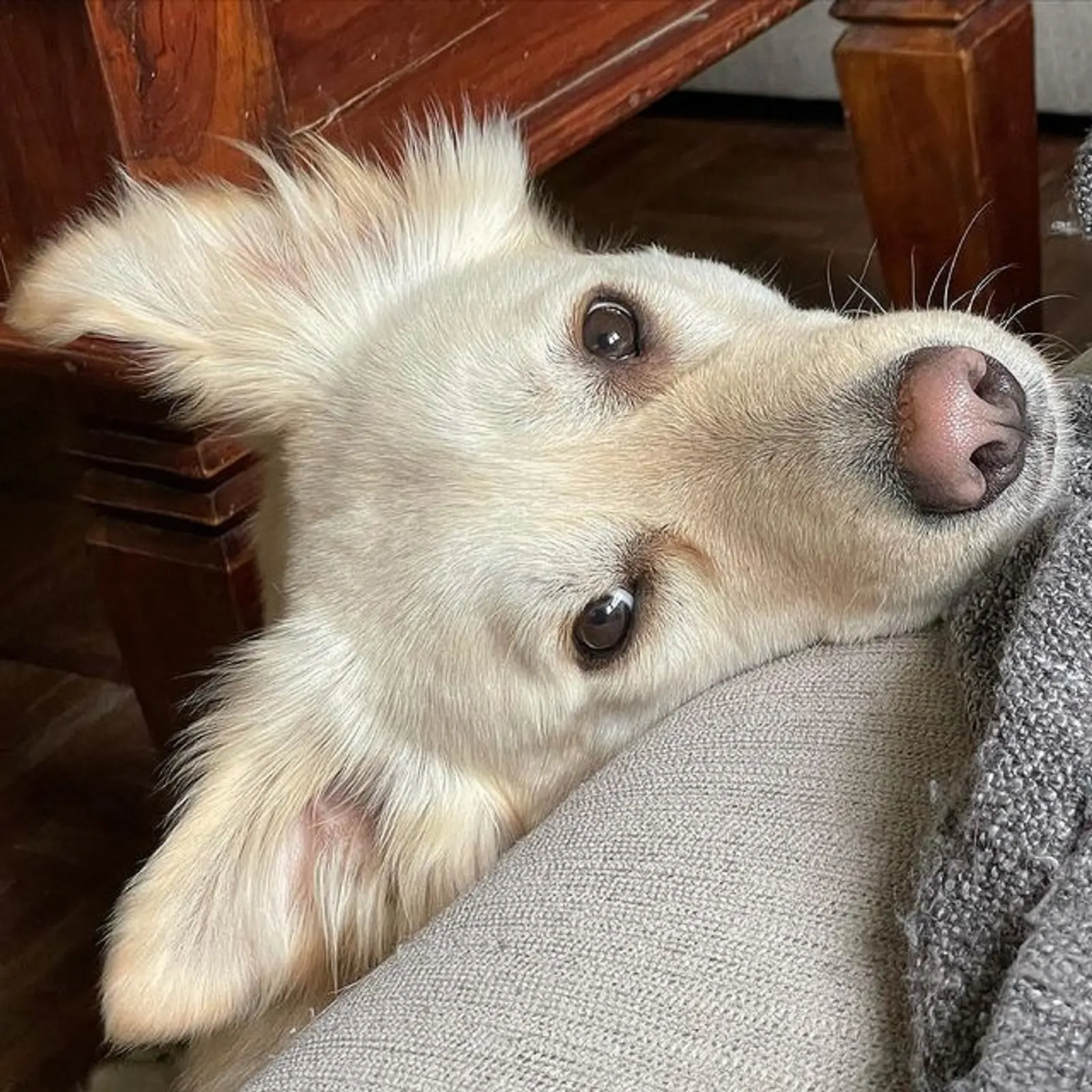 samoyed german shepherd mix leaning head on the couch