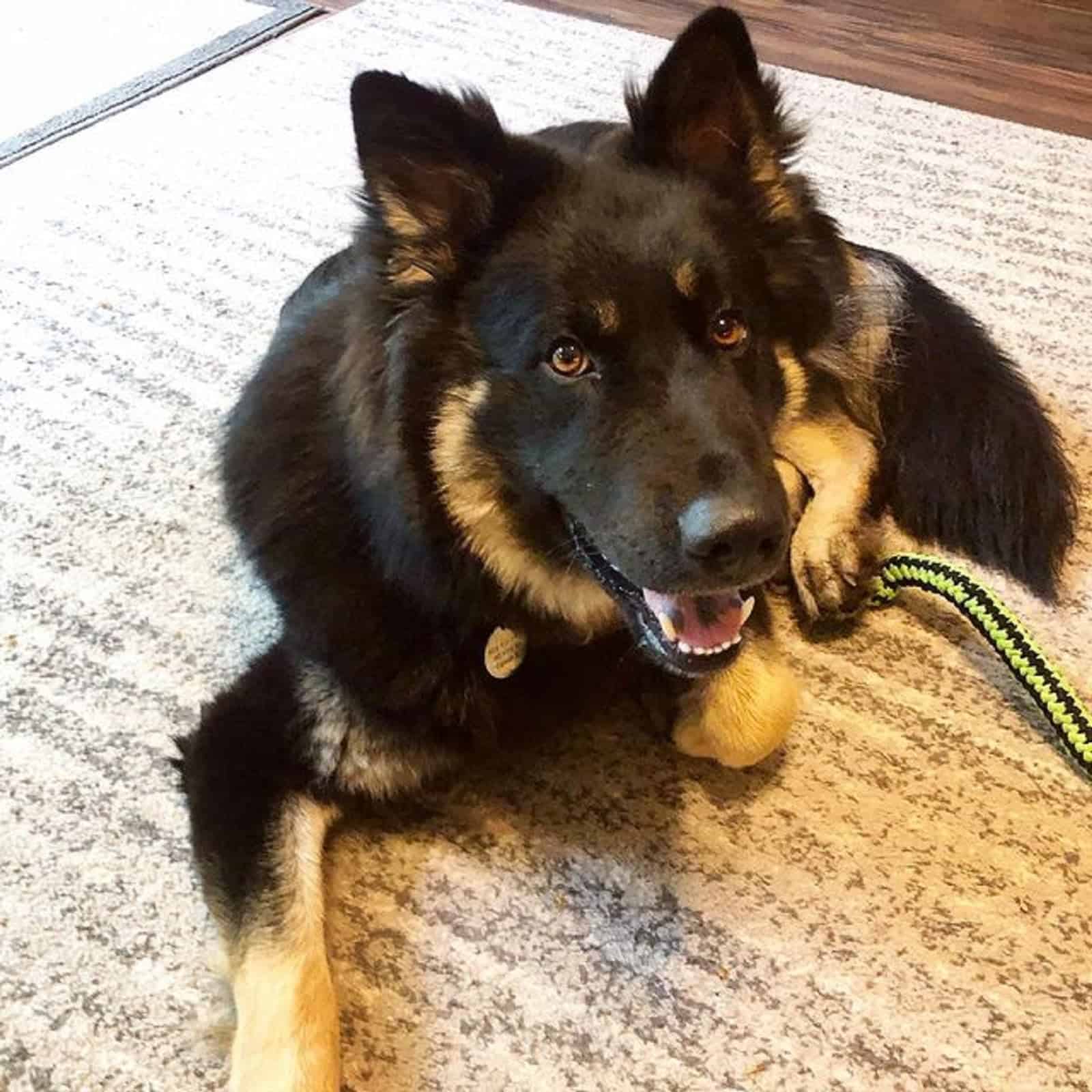 samoyed german shepherd mix dog lying on the carpet