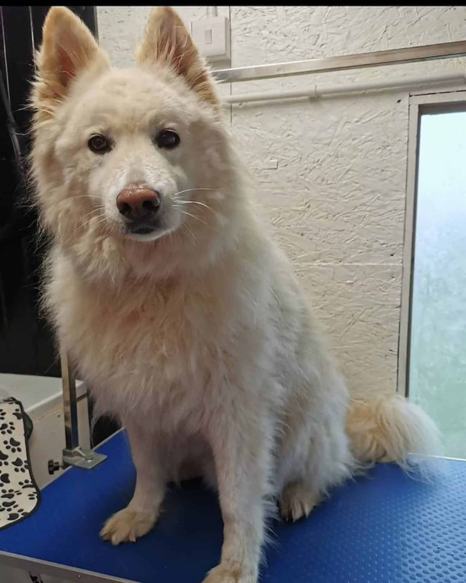samoyed german shepherd sitting on a table at a grooming salon