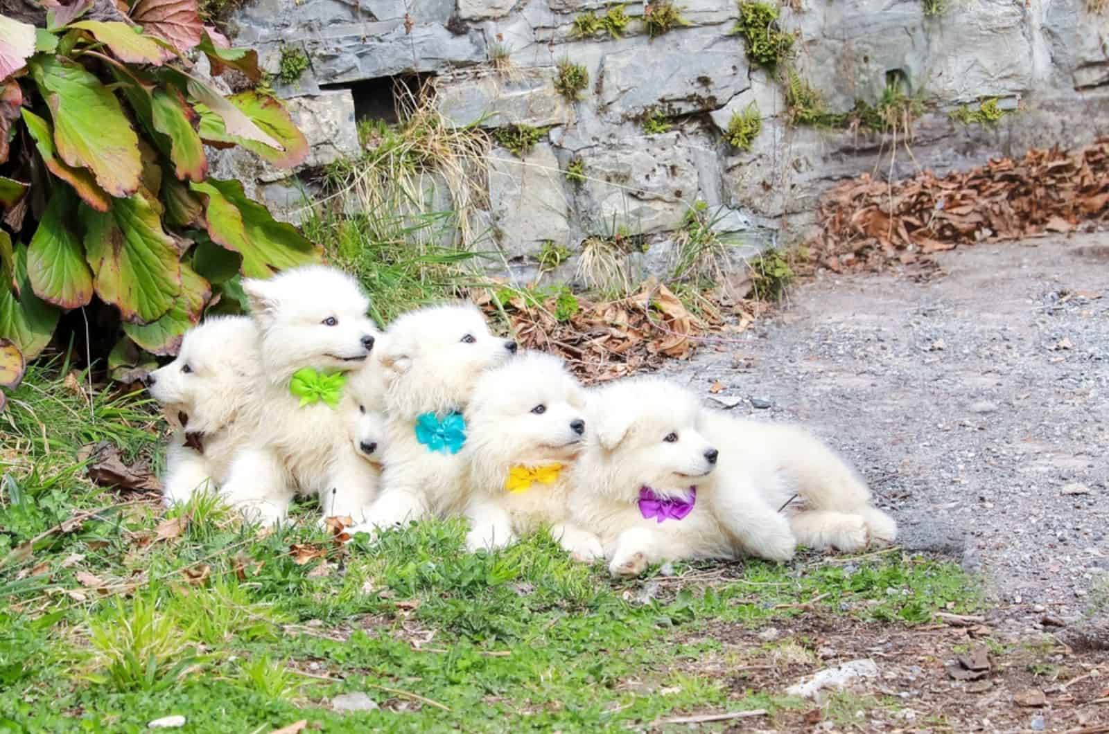 samoyed puppies lying on the grass