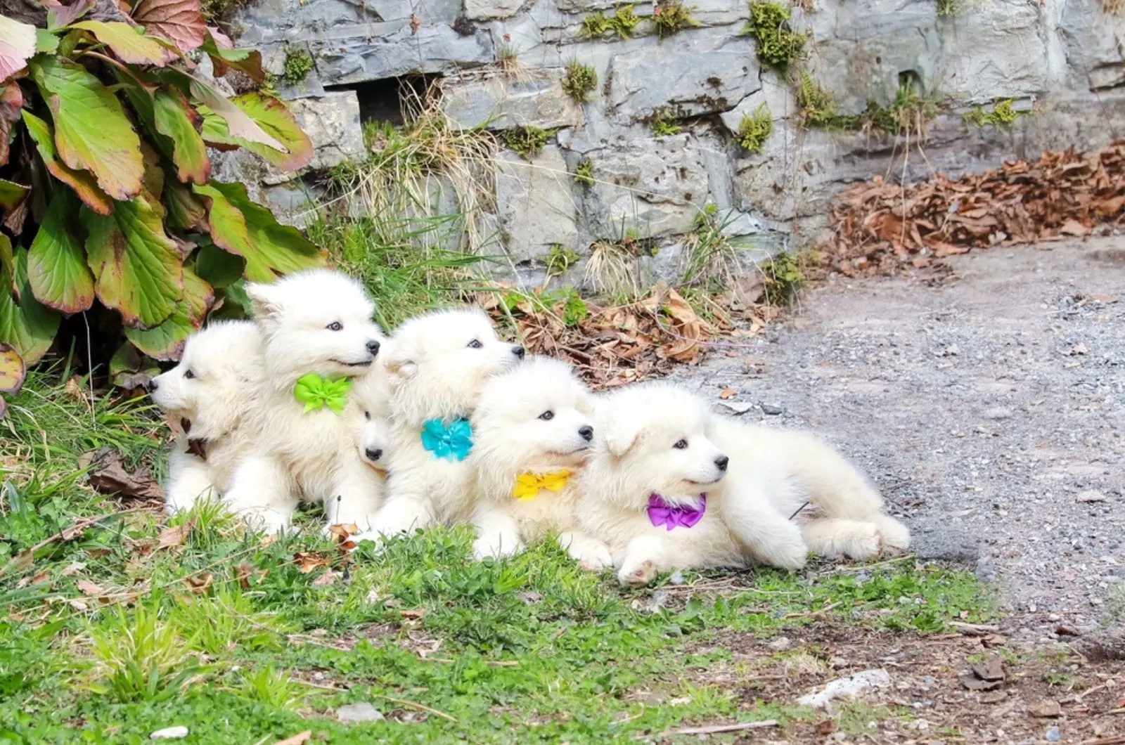 samoyed puppies lying on the grass