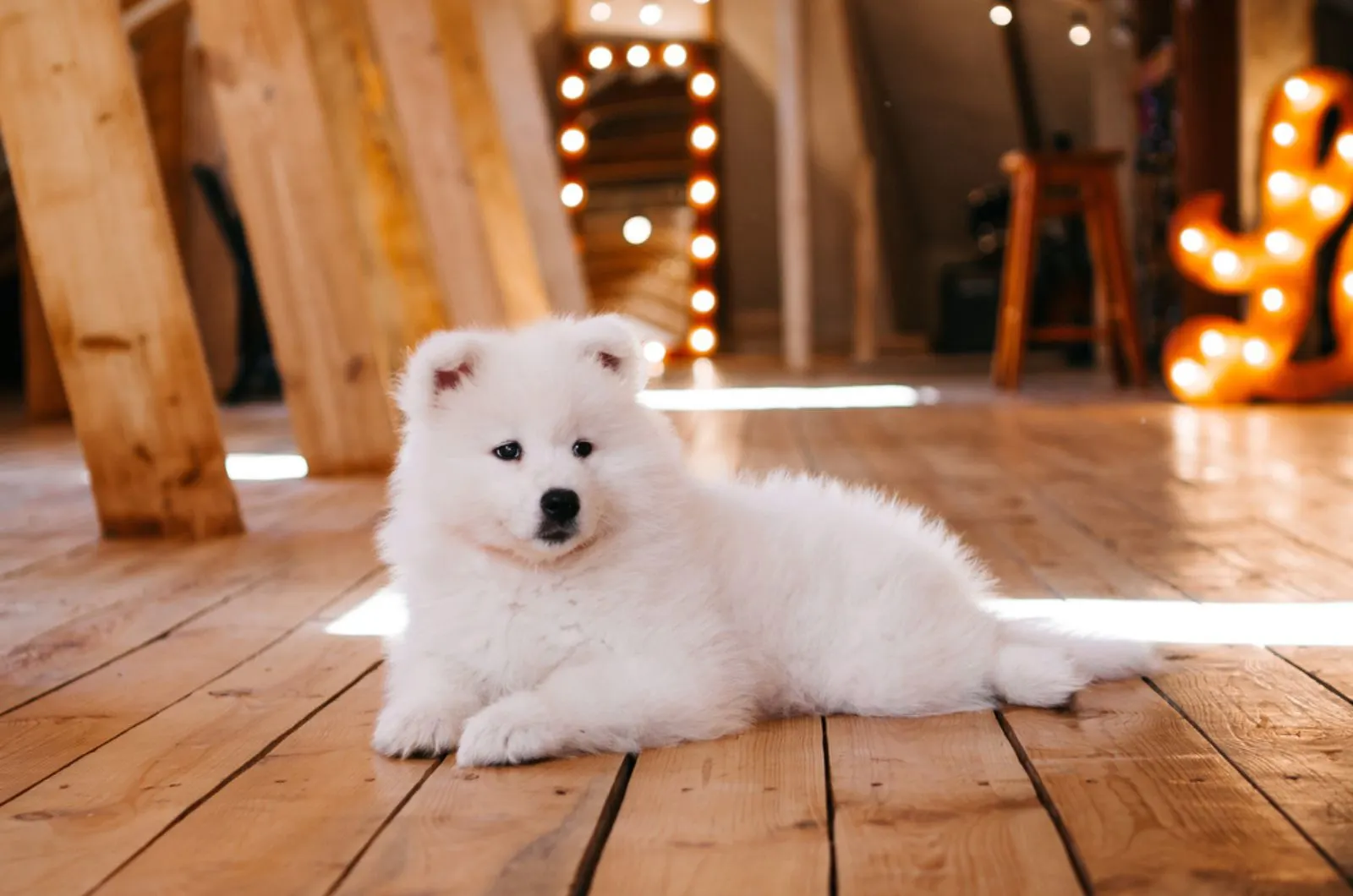 samoyed puppy lying on a wooden floor at home
