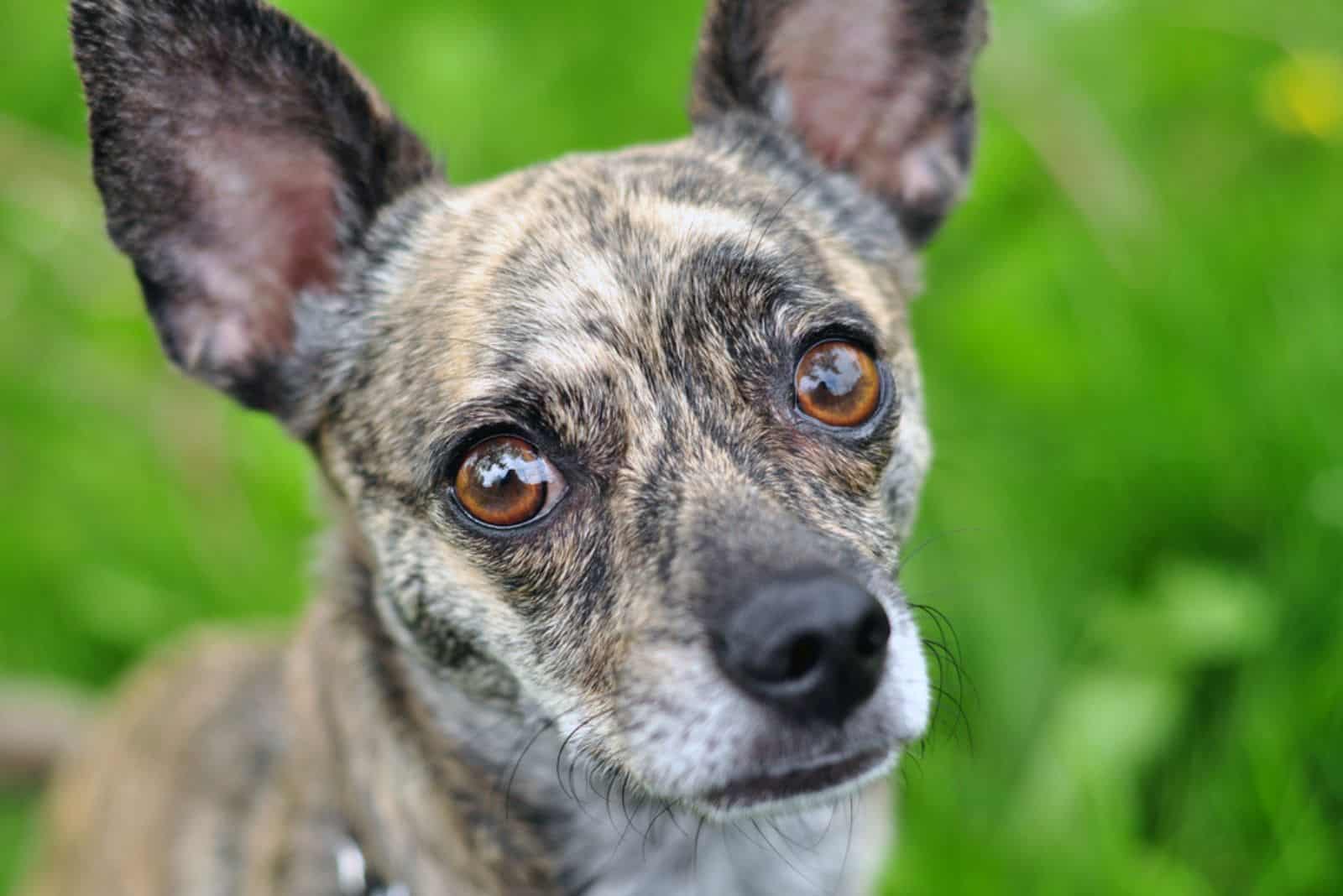 senior brindle dog with over-sized ears