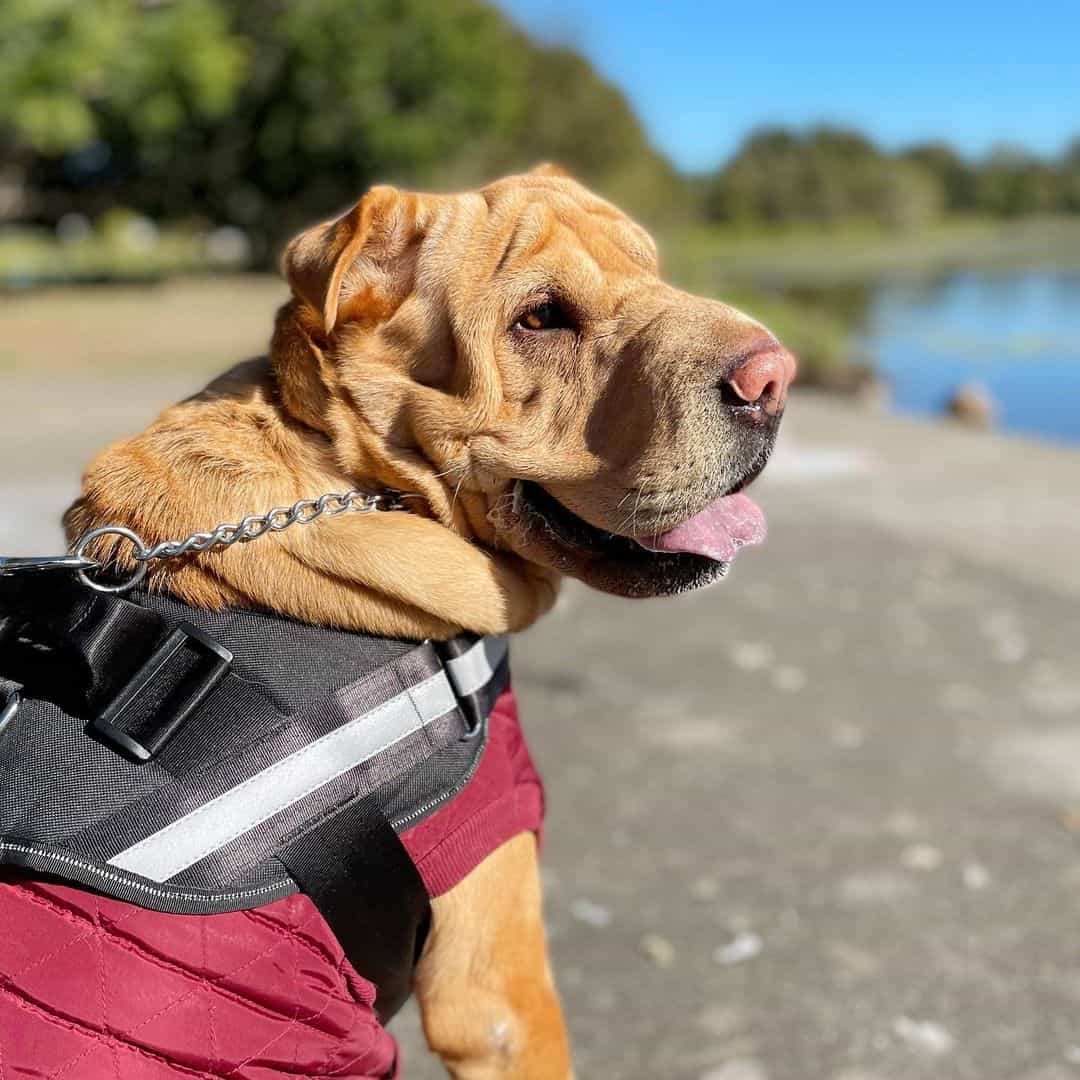 shar pei german shepherd mix wearing a harness