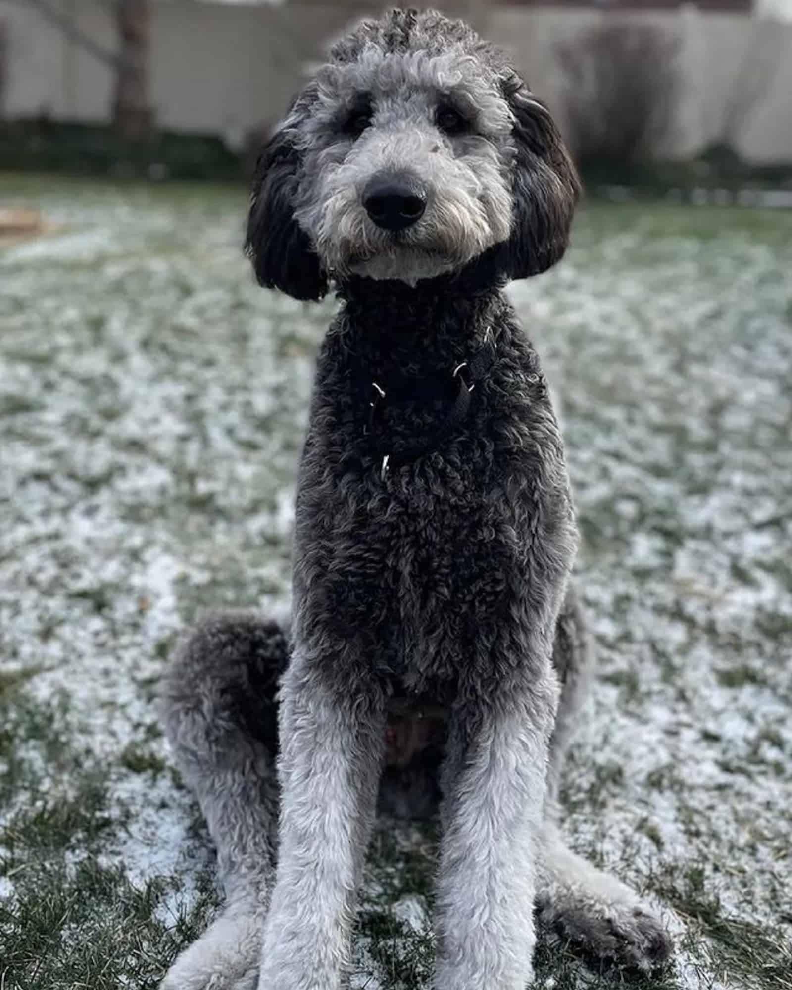 shepadoodle dog sitting on the snow