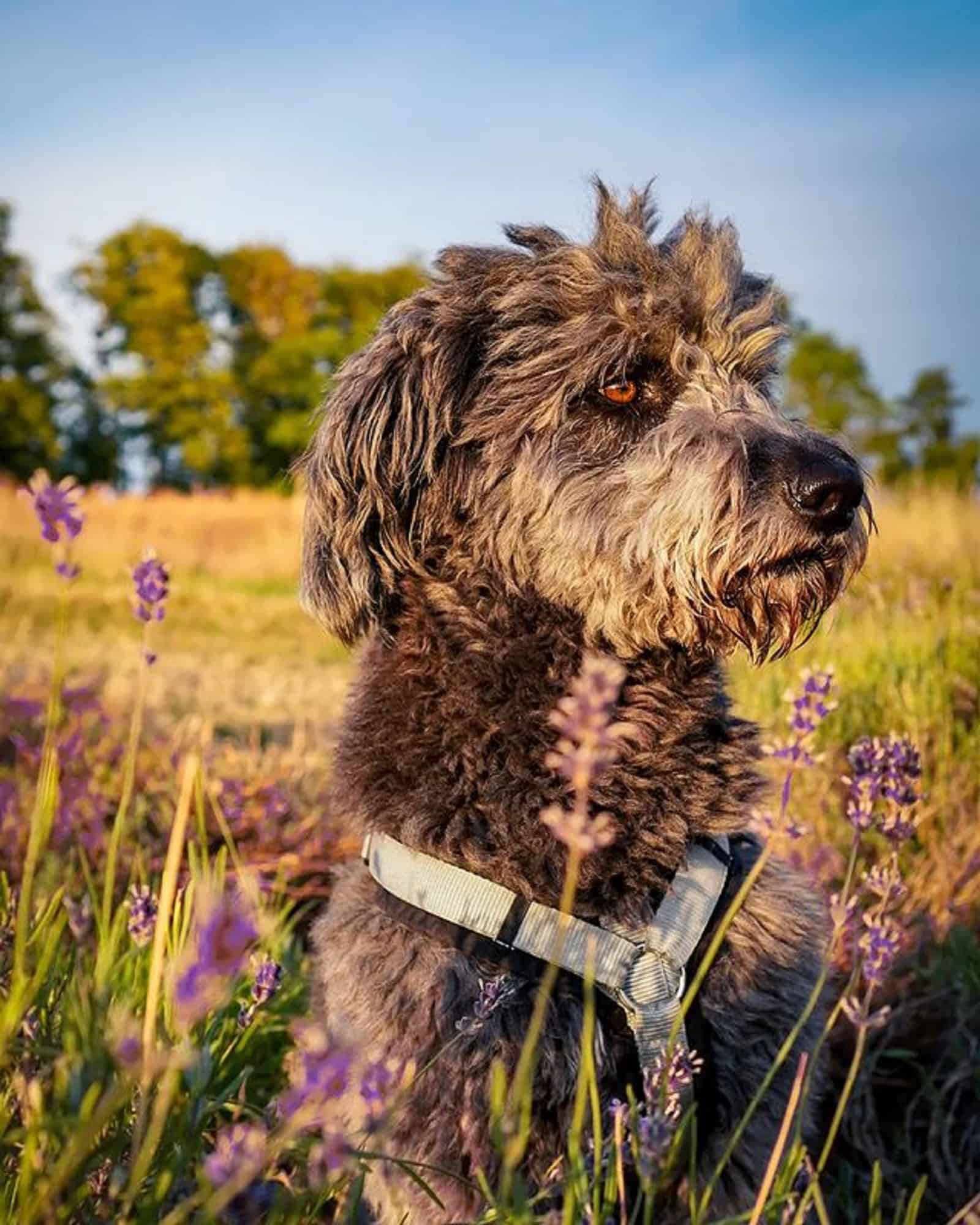 shepadoodle in a meadow