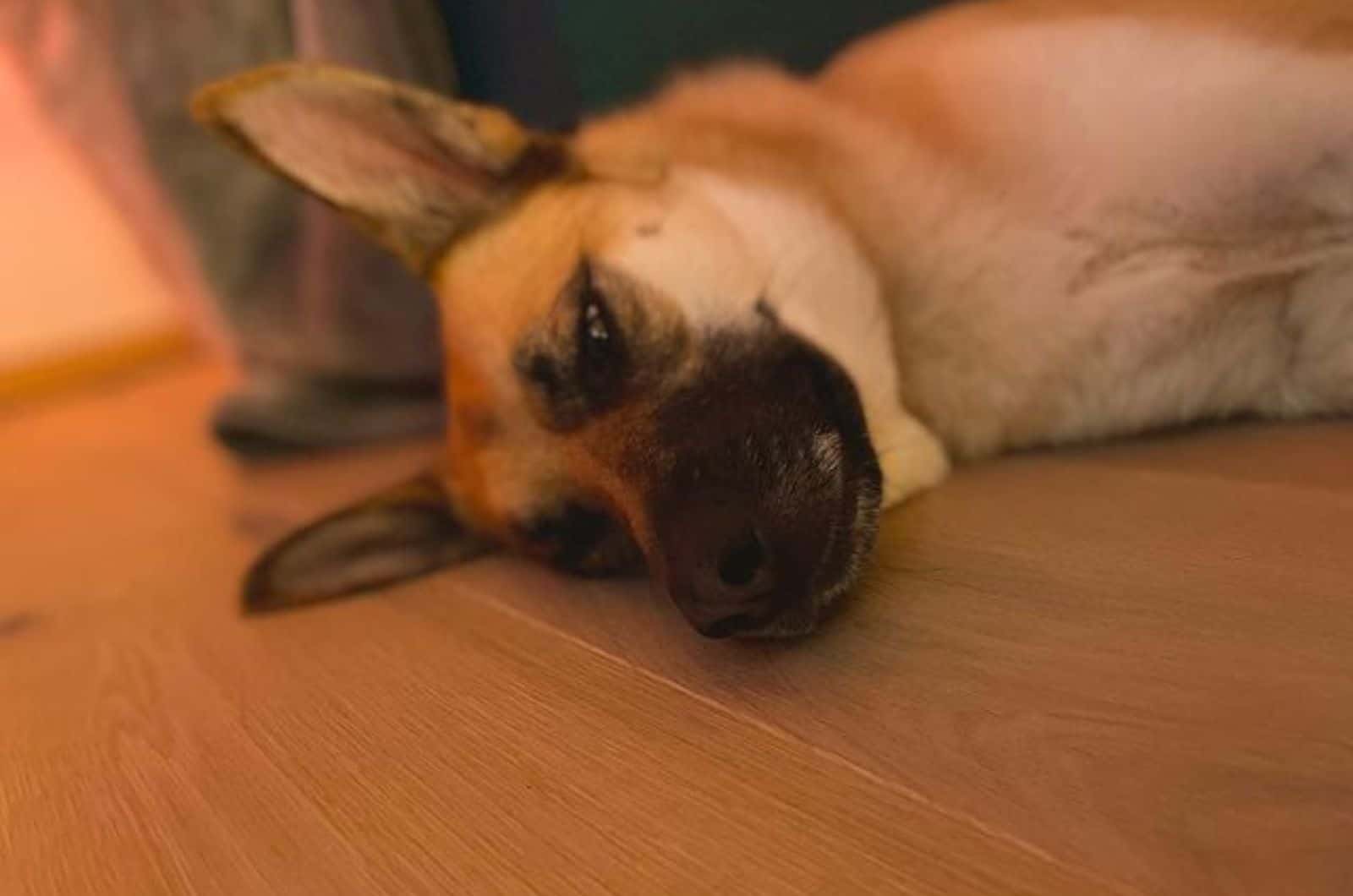 shepkita dog lying down on the floor